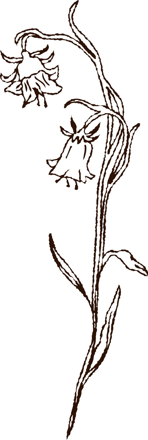 Outline drawing of two cherry blossoms with stems and leaves on a black background.