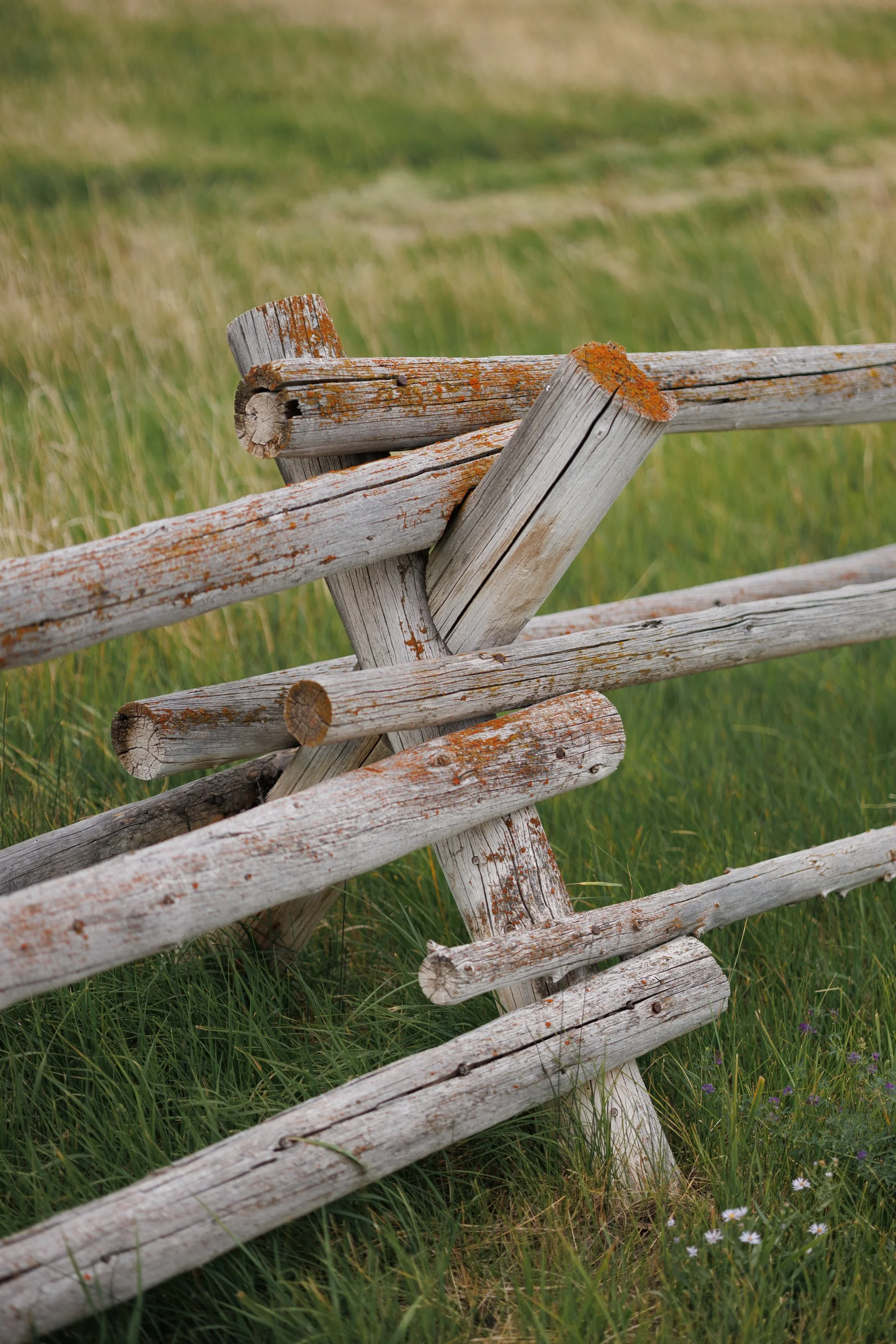 Luxury lodge and cabin rentals in Dubois, Wyoming. Dubois event venue rental. A weathered wooden fence leaning at an angle in a grassy field with small white flowers.