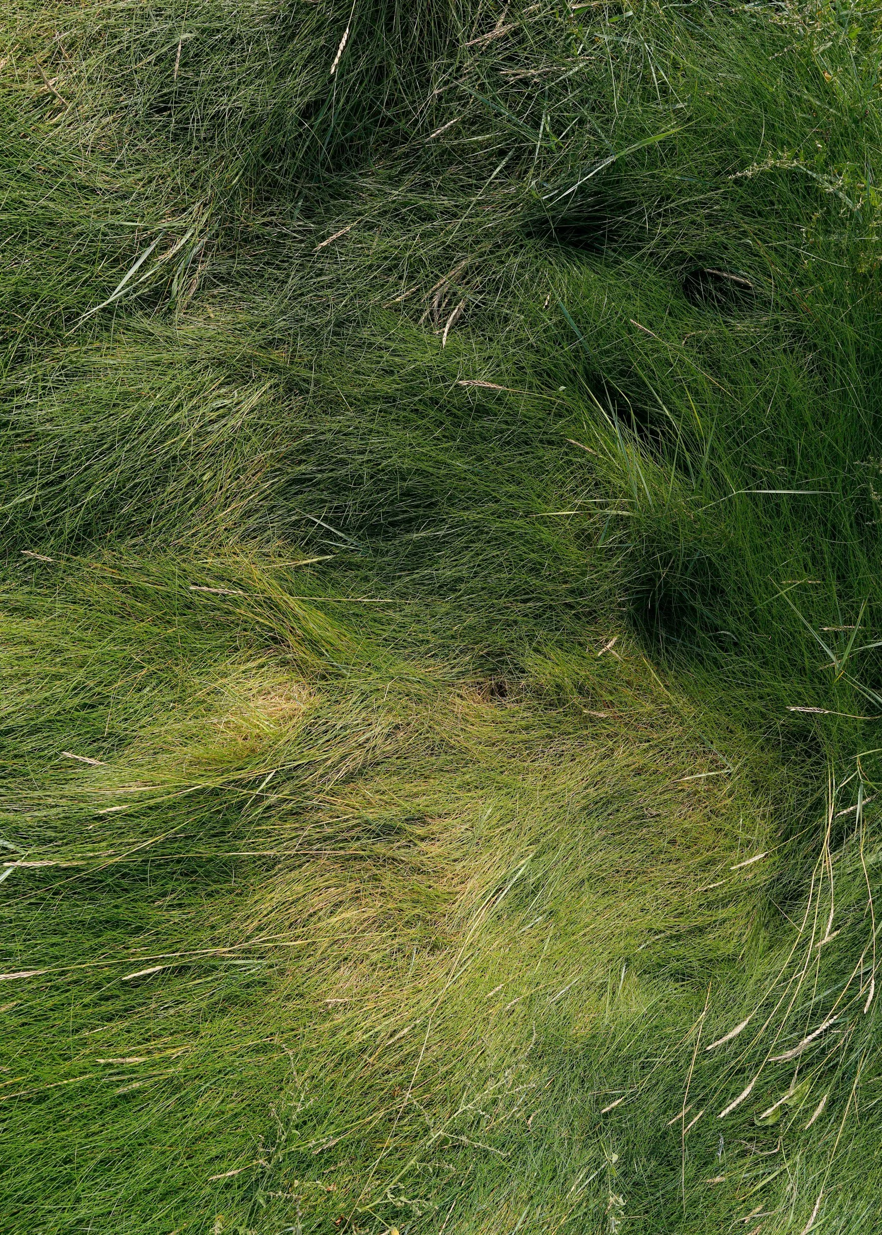 Close-up view of dense green grass with some dry and brown blades.