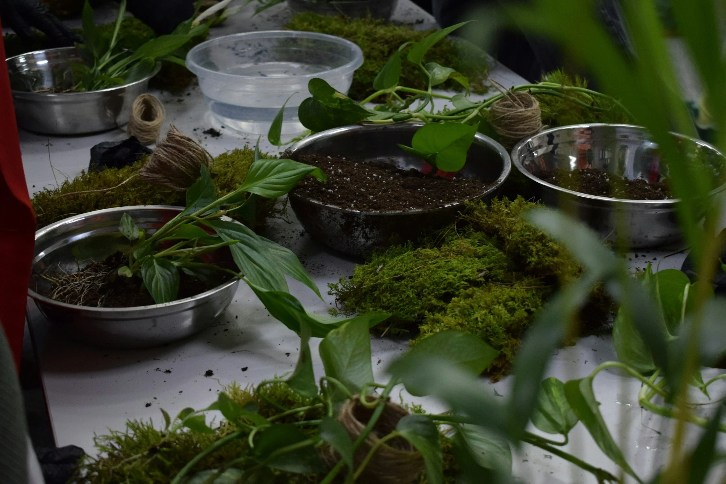 A workspace with plants, soil, moss, and gardening supplies, including spools of string and metal bowls, on a white surface.