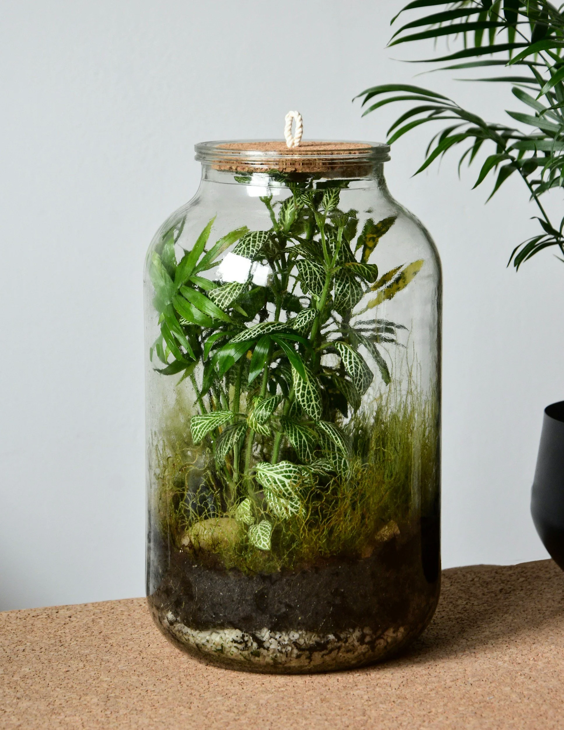 A glass jar with a cork lid contains various green and patterned leaves, with moss and soil at the bottom, placed on a speckled beige surface against a plain white background.