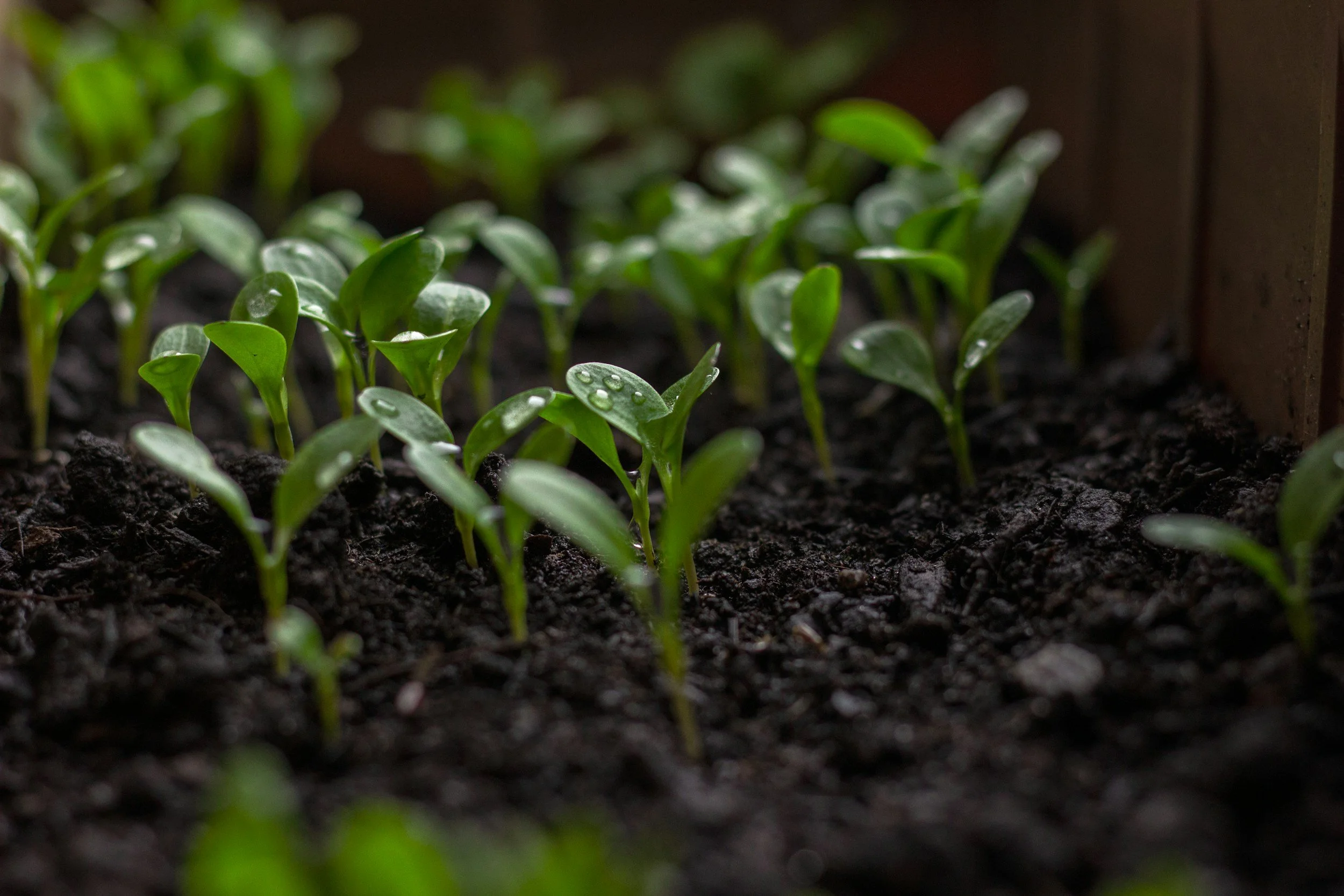 Close-up of young green seedlings sprouting from dark soil indoors.
