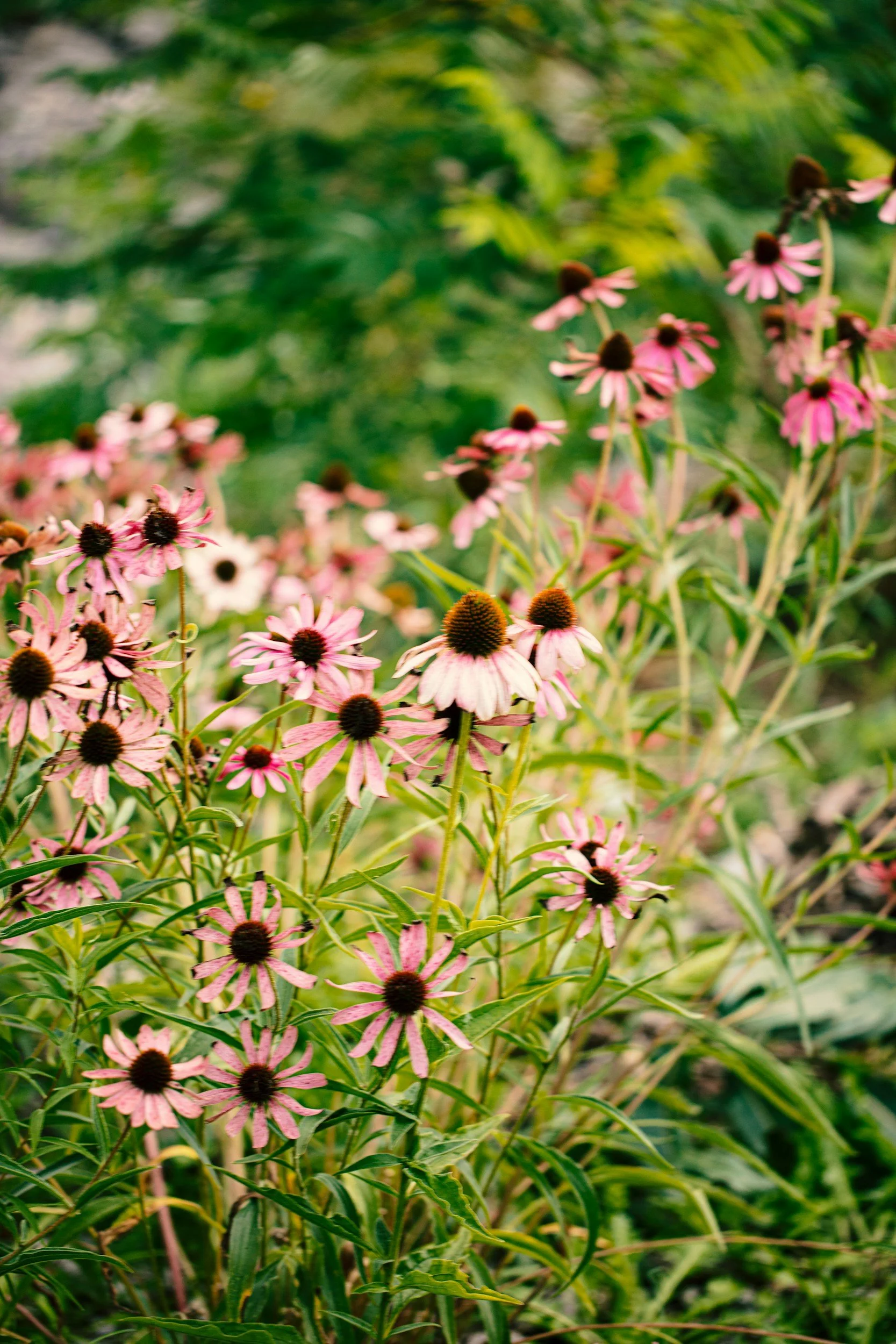 Pink flowers with dark centers growing amongst green grass and foliage.