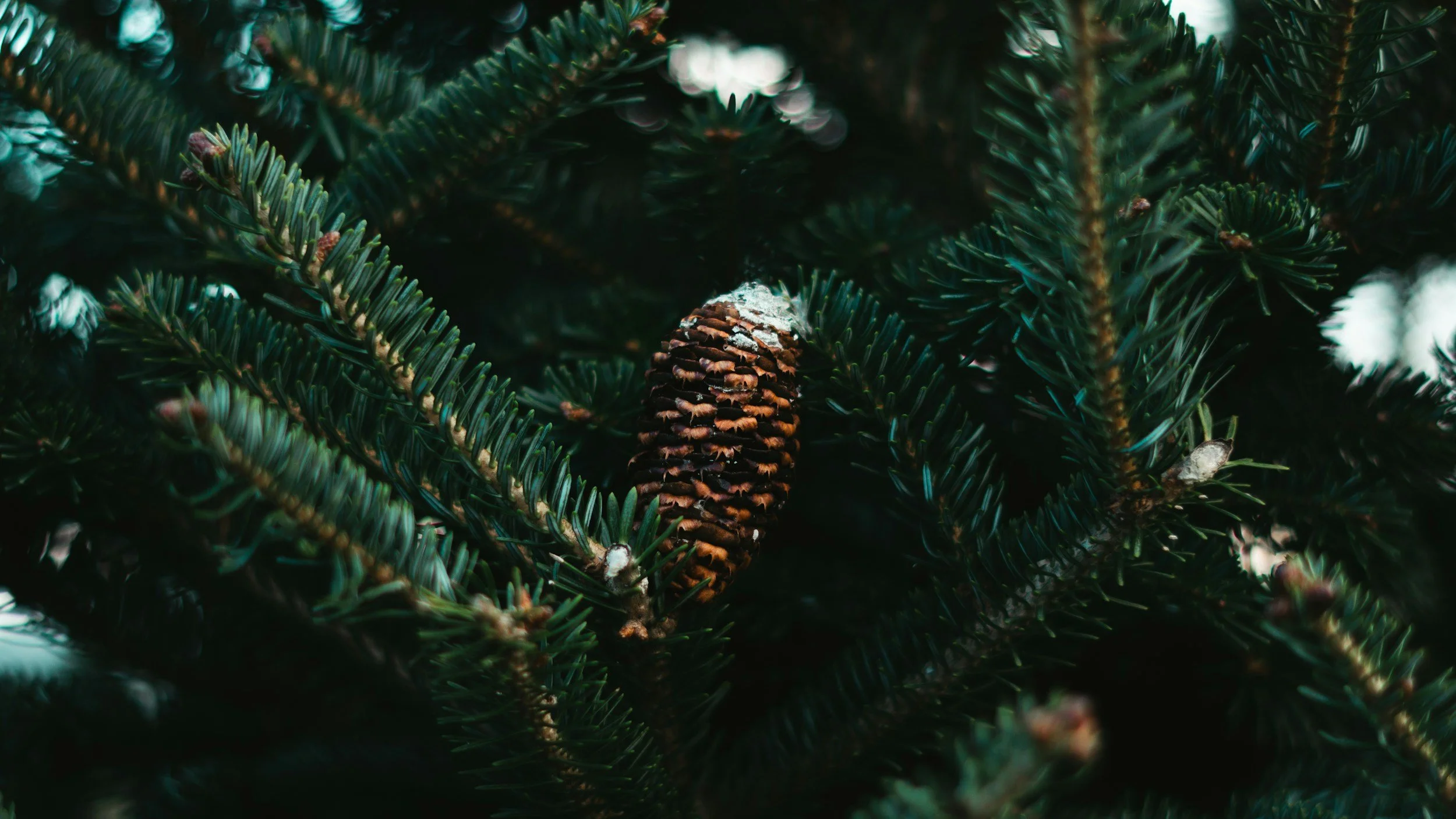 A close-up of green pine tree branches with a single pine cone in the center.