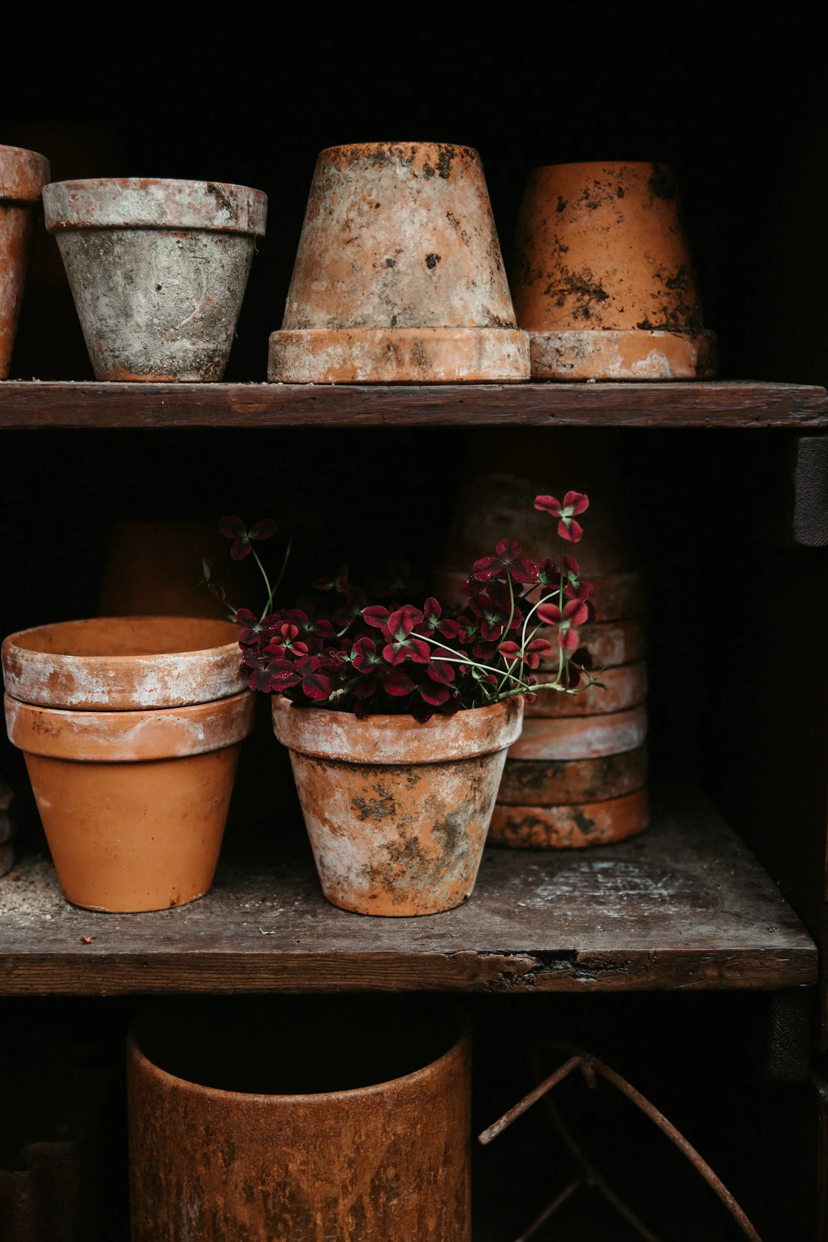 Stacked terracotta flower pots on a wooden shelf, with some pots showing weathered and moss-covered surfaces, and a small plant with reddish leaves growing in a pot at the bottom.