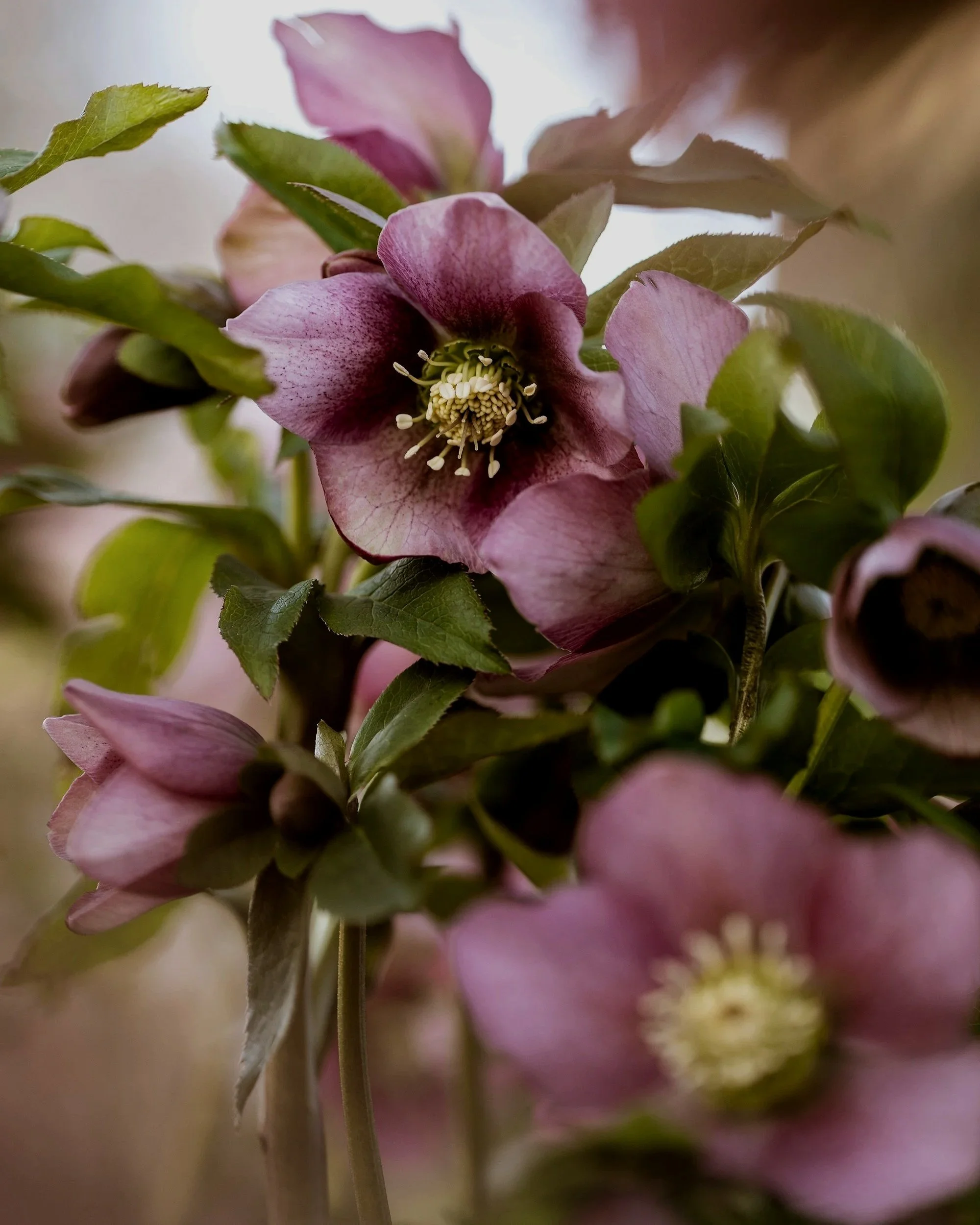 Close-up of a pale pink flower with yellow-green stamens and green leaves, slightly blurred background.