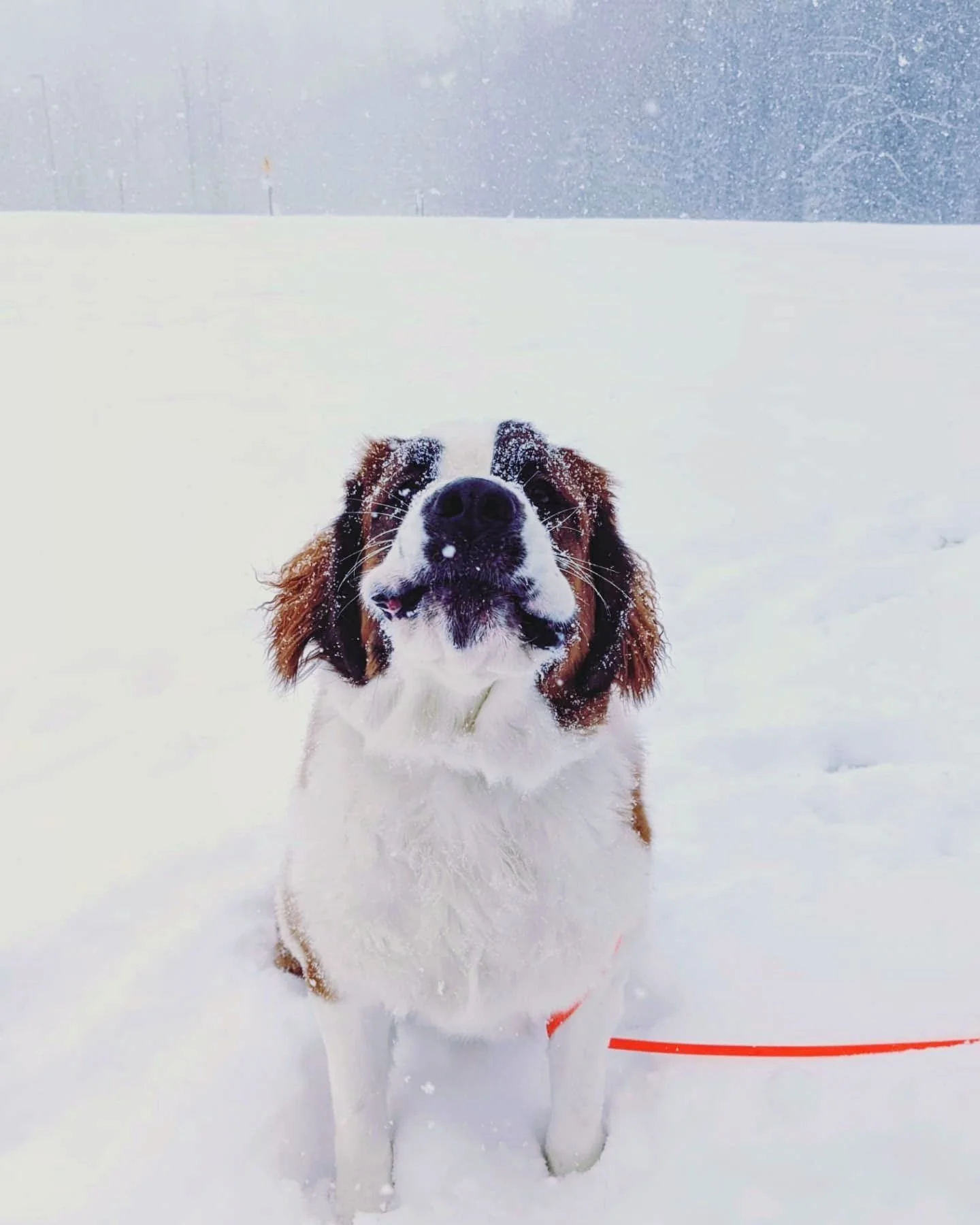 Happy dog playing in the snow during a training session