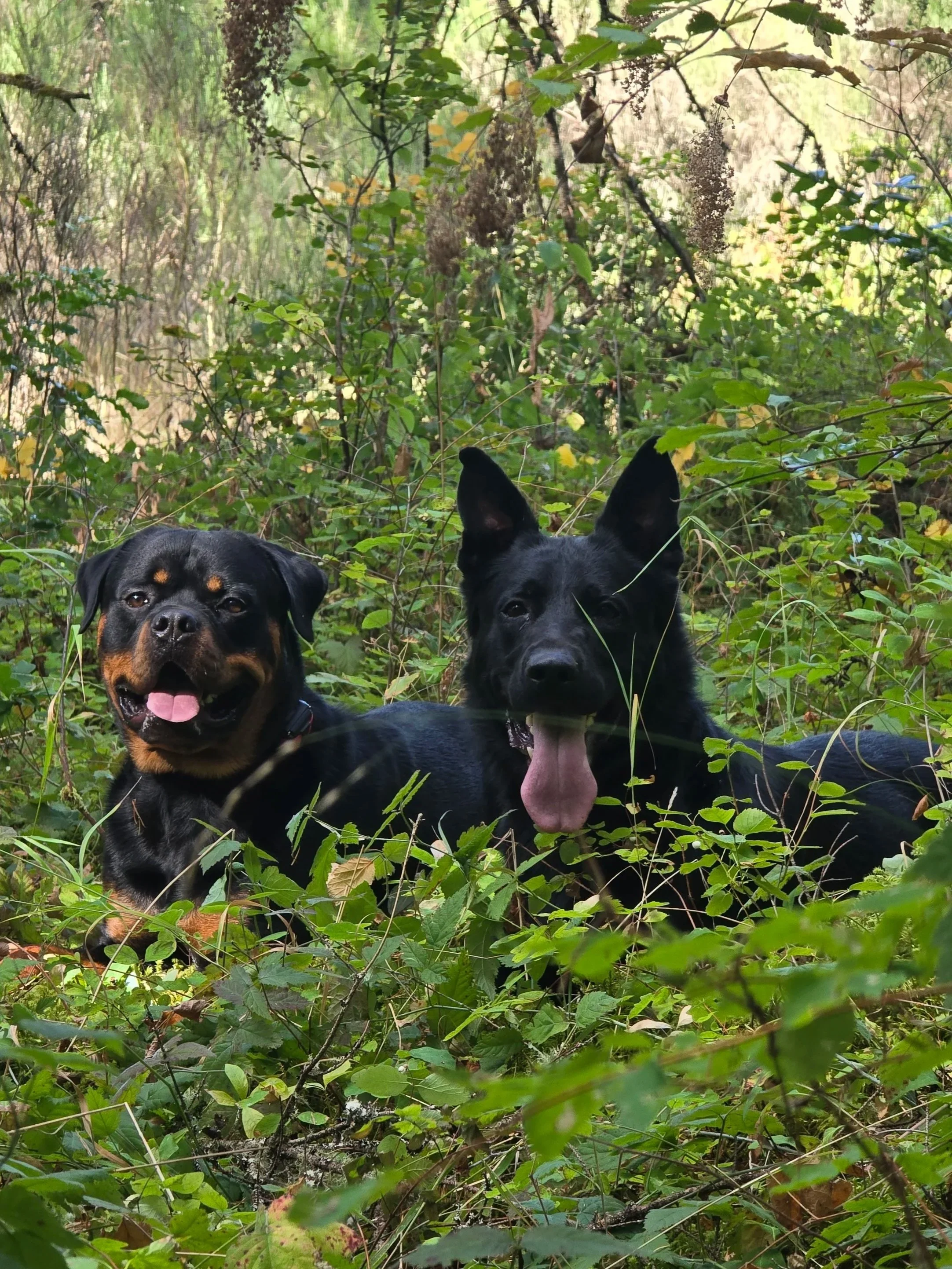 Finding the Right Balance in Your Dog Training Strategy