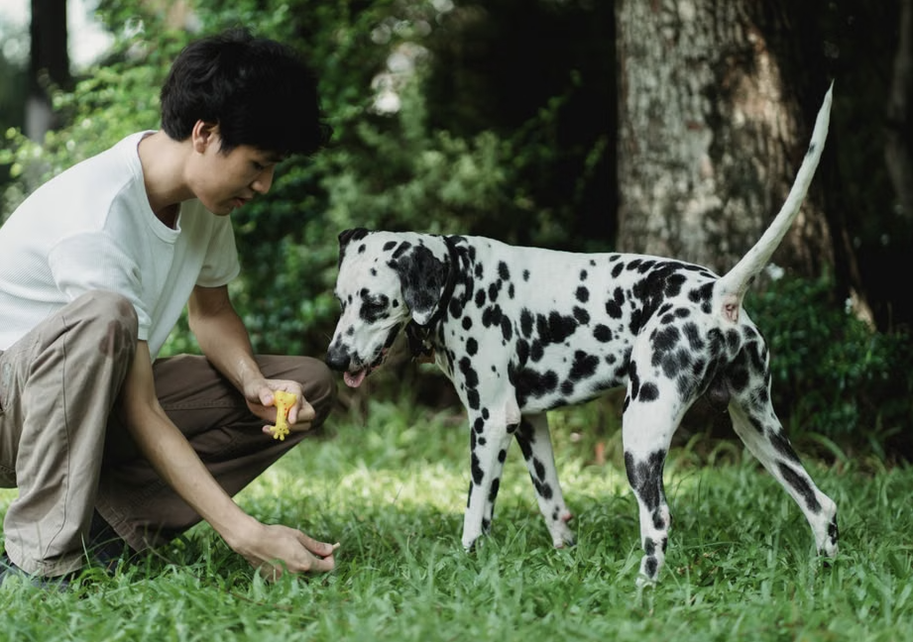 Taming the Spots: A Complete Dalmatian Obedience Guide