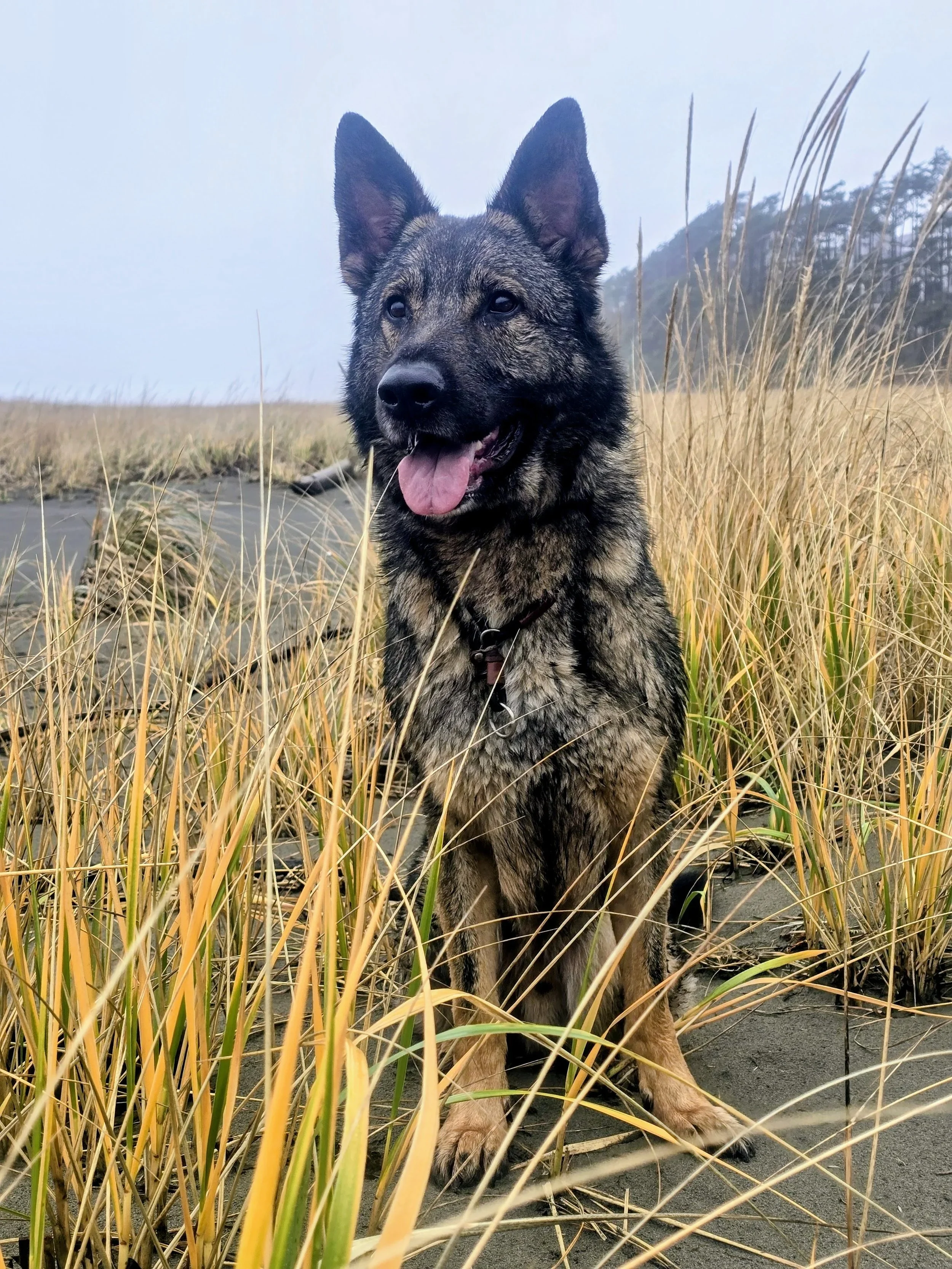 A Complete Guide to Locating Balanced Dog Trainers in Your Area