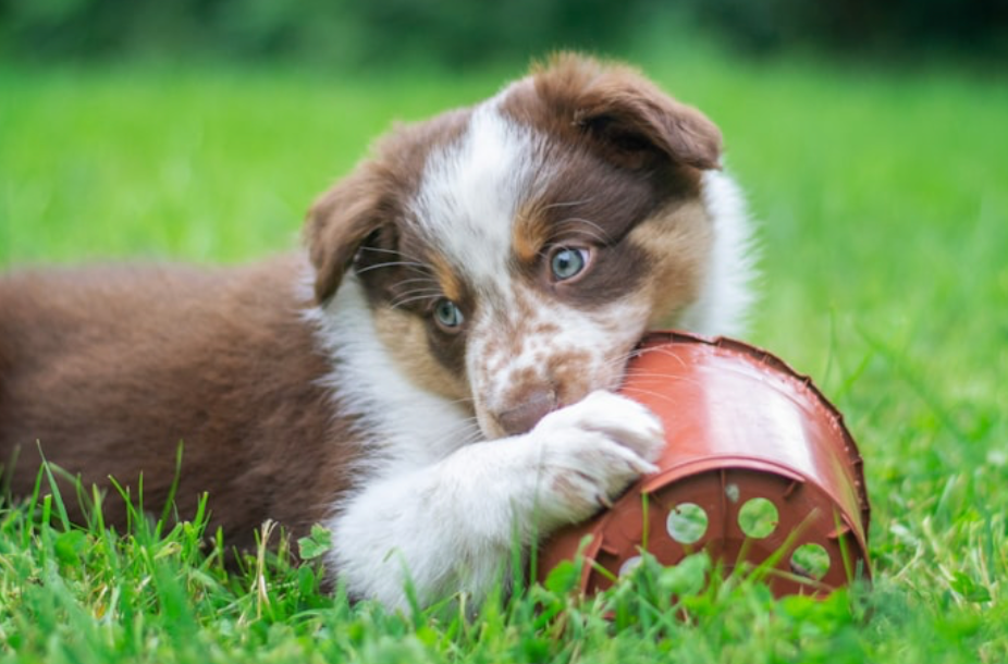 A puppy learning basic cues and playing during a session
