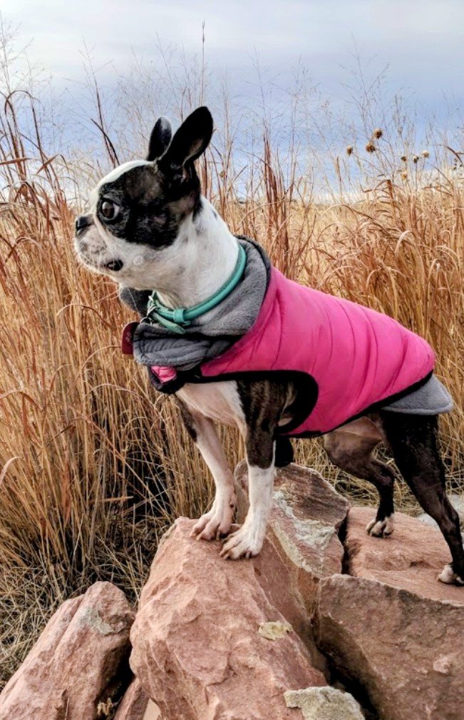 boston terrior on an off leash hike