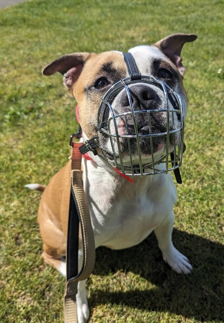 pit mix rescue dog practicing muzzle training