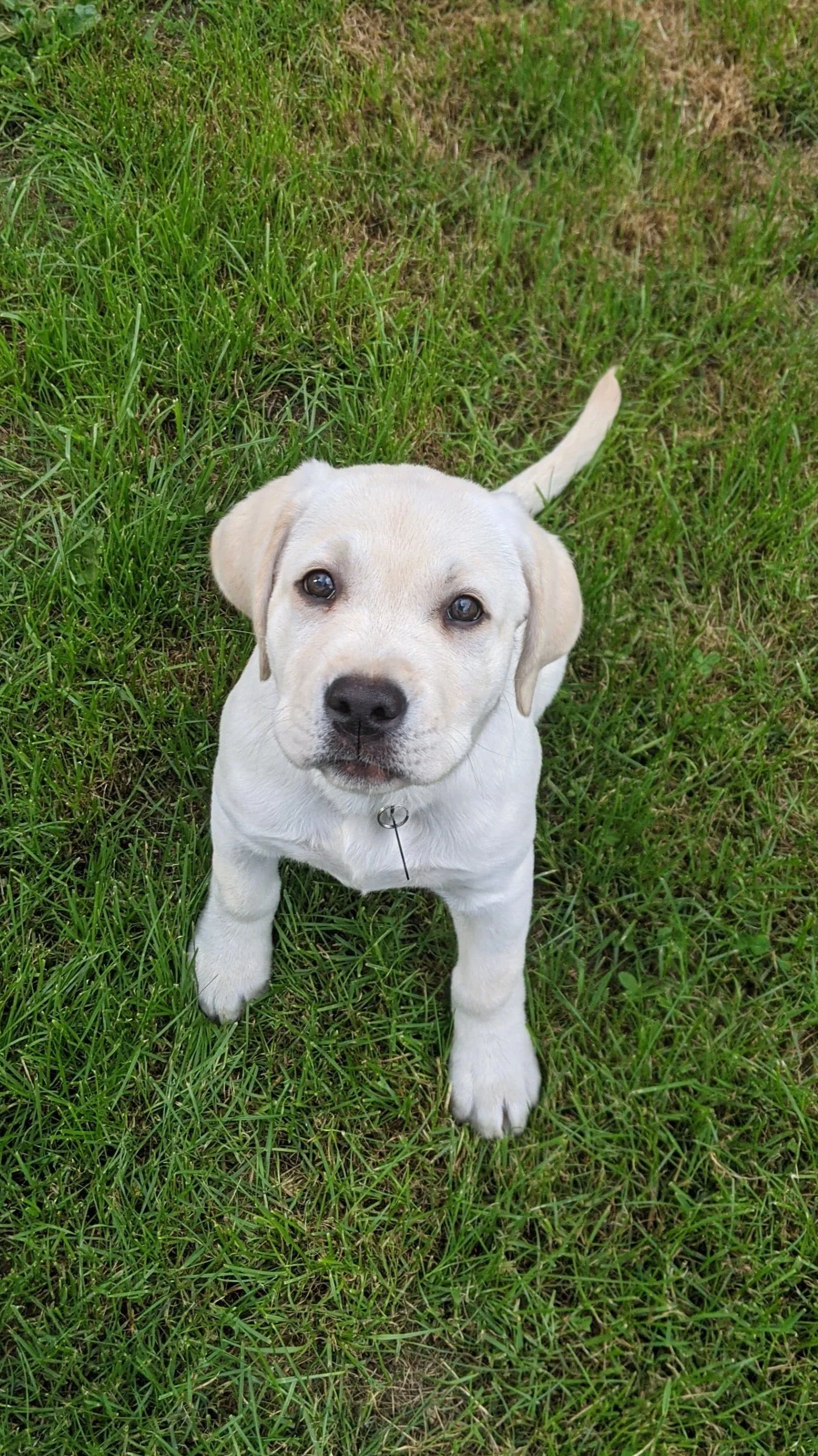 adorable lab puppy waiting for training to begin