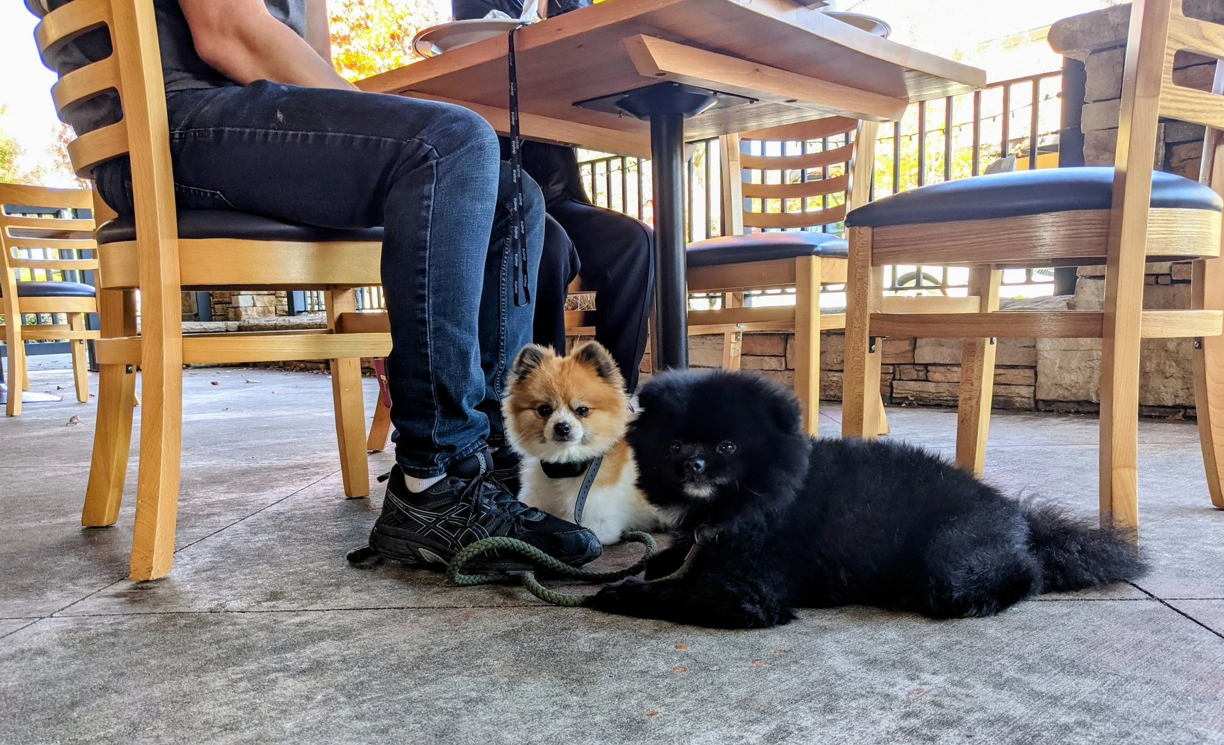 pomeranians politely waiting at an outdoor cafe during training
