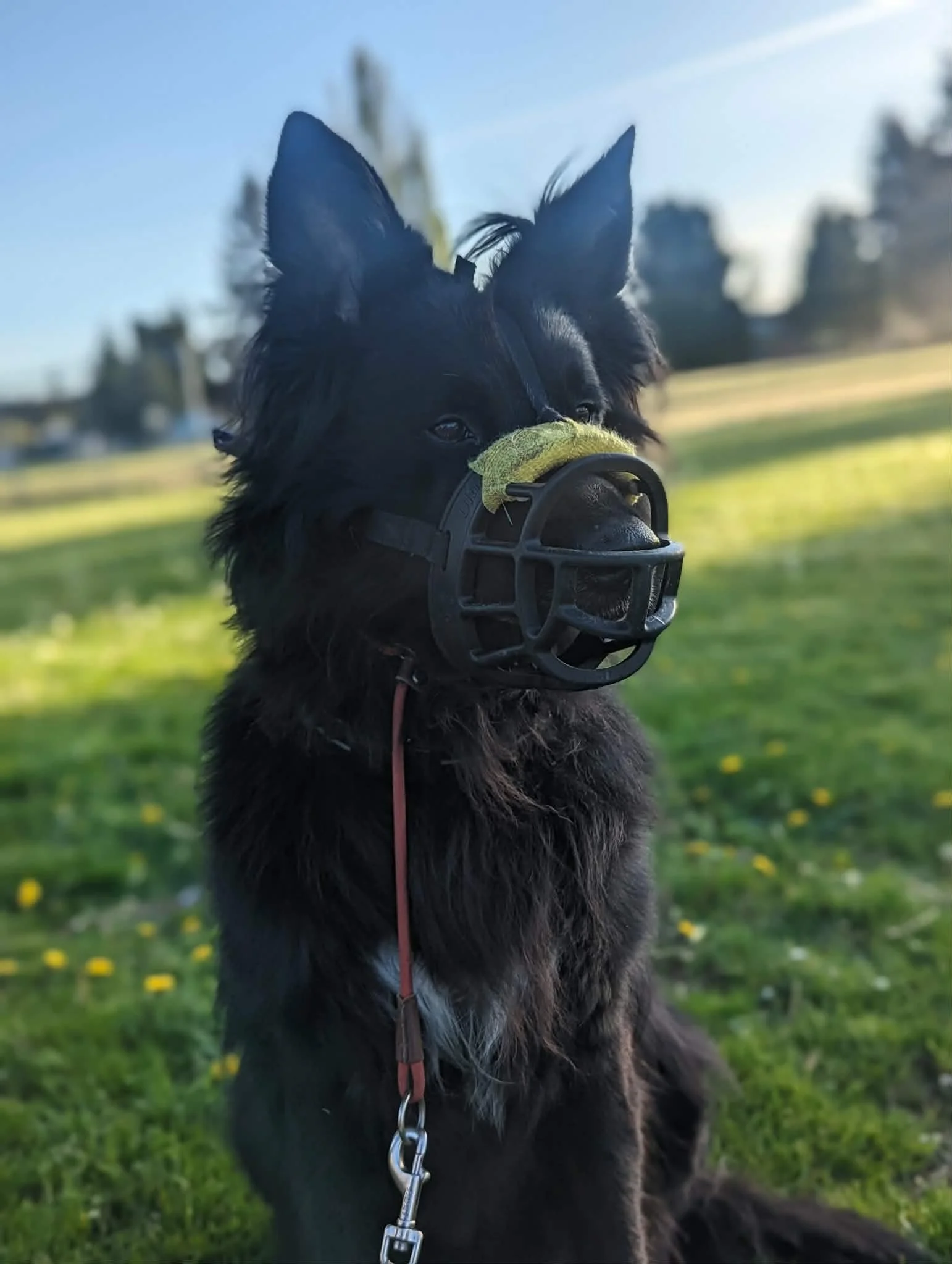 german shepherd in a muzzle for training