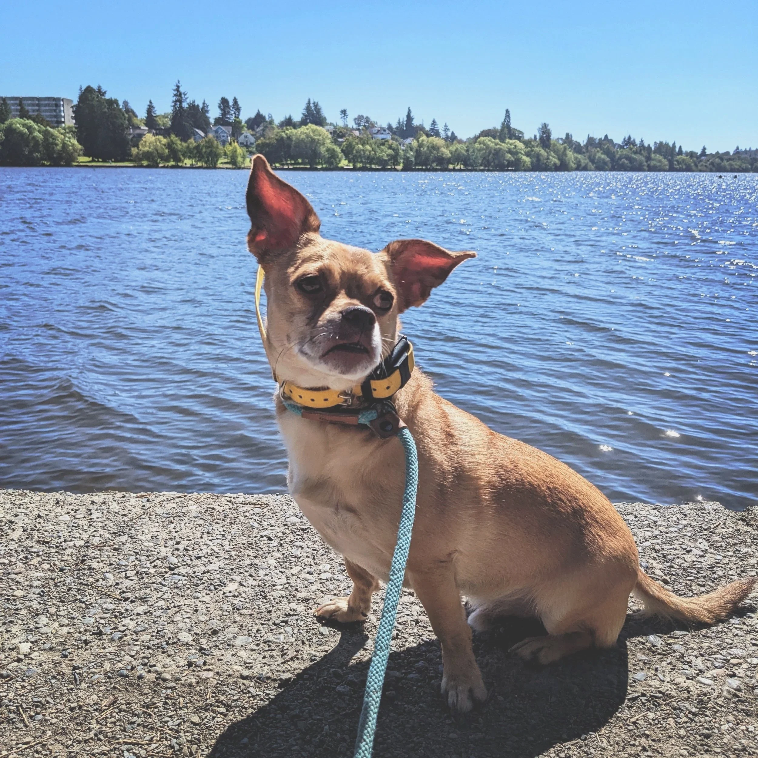 chihuahua enjoying a long training walk by the lake