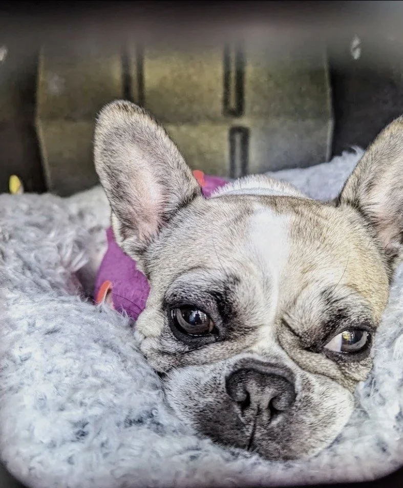 french bulldog calmly resting in a dog crate waiting for dog training to begin