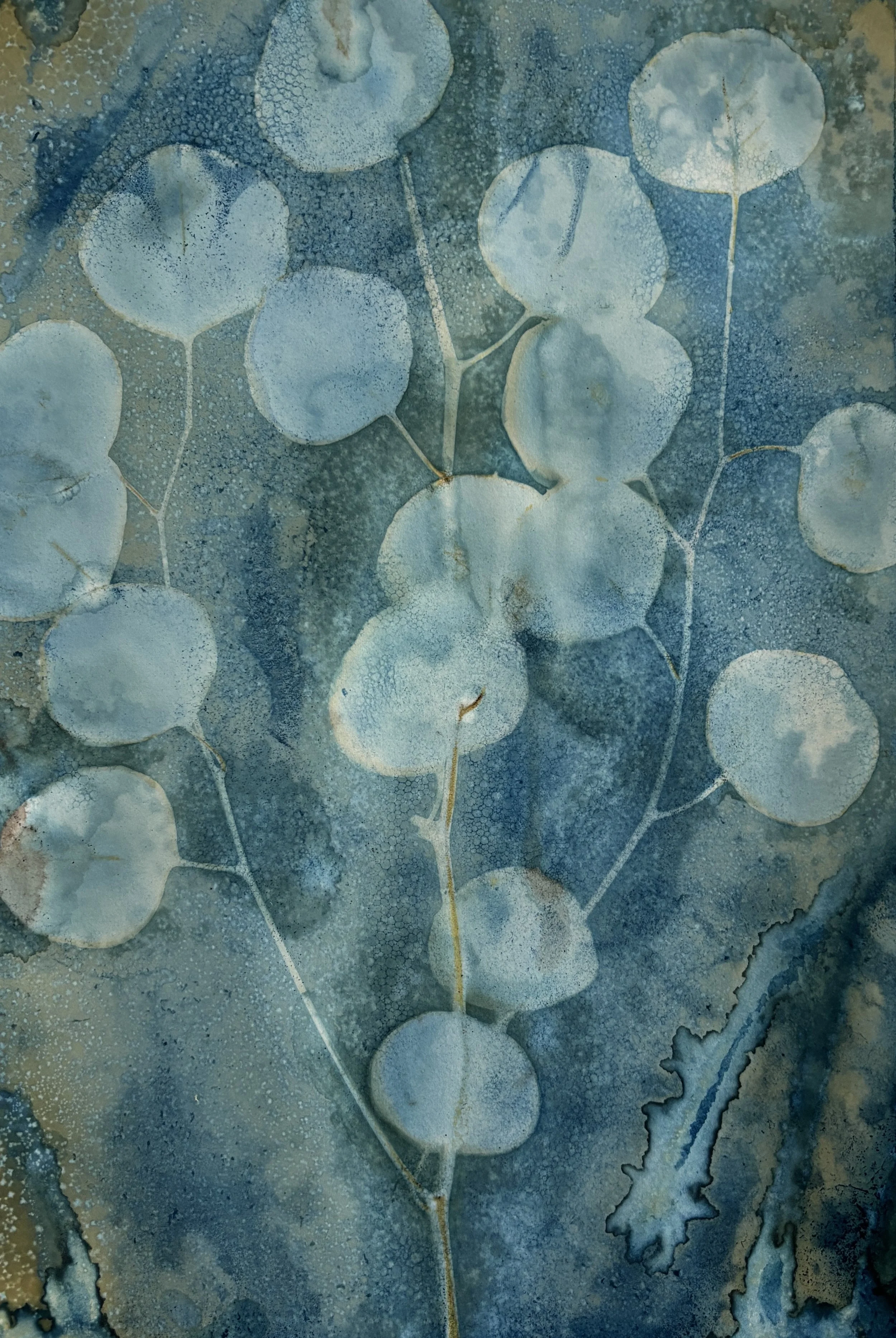Wet cyanotype of dried eucalyptus leaves with a blue-green background.