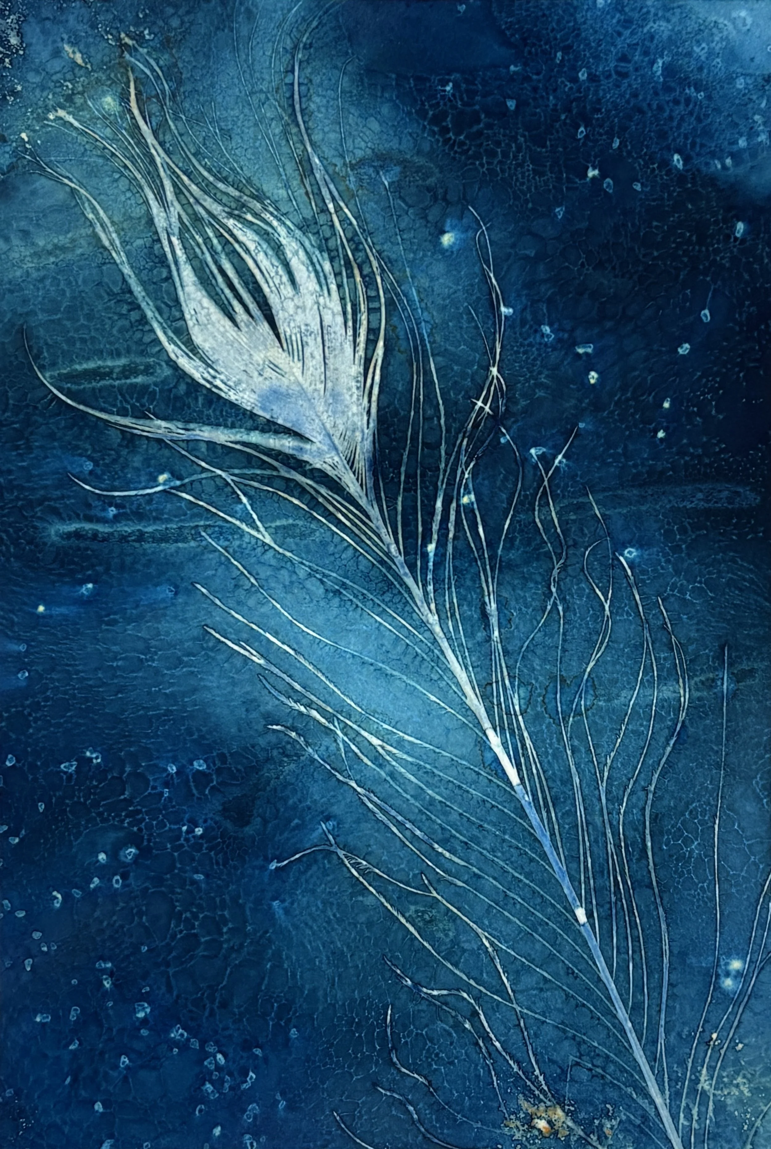 Wet cyanotype of a peacock feather against a dark, textured blue background.