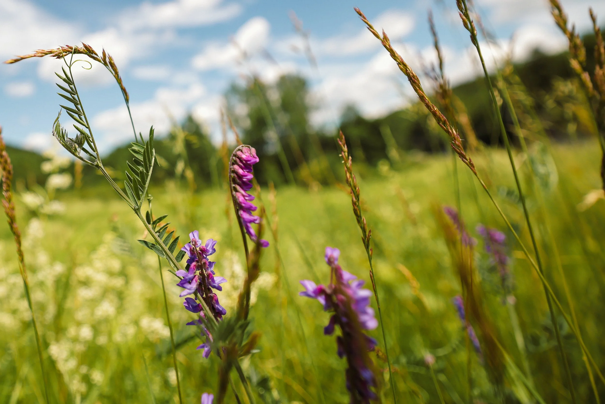 Purple wildflowers in a Vermont meadow.