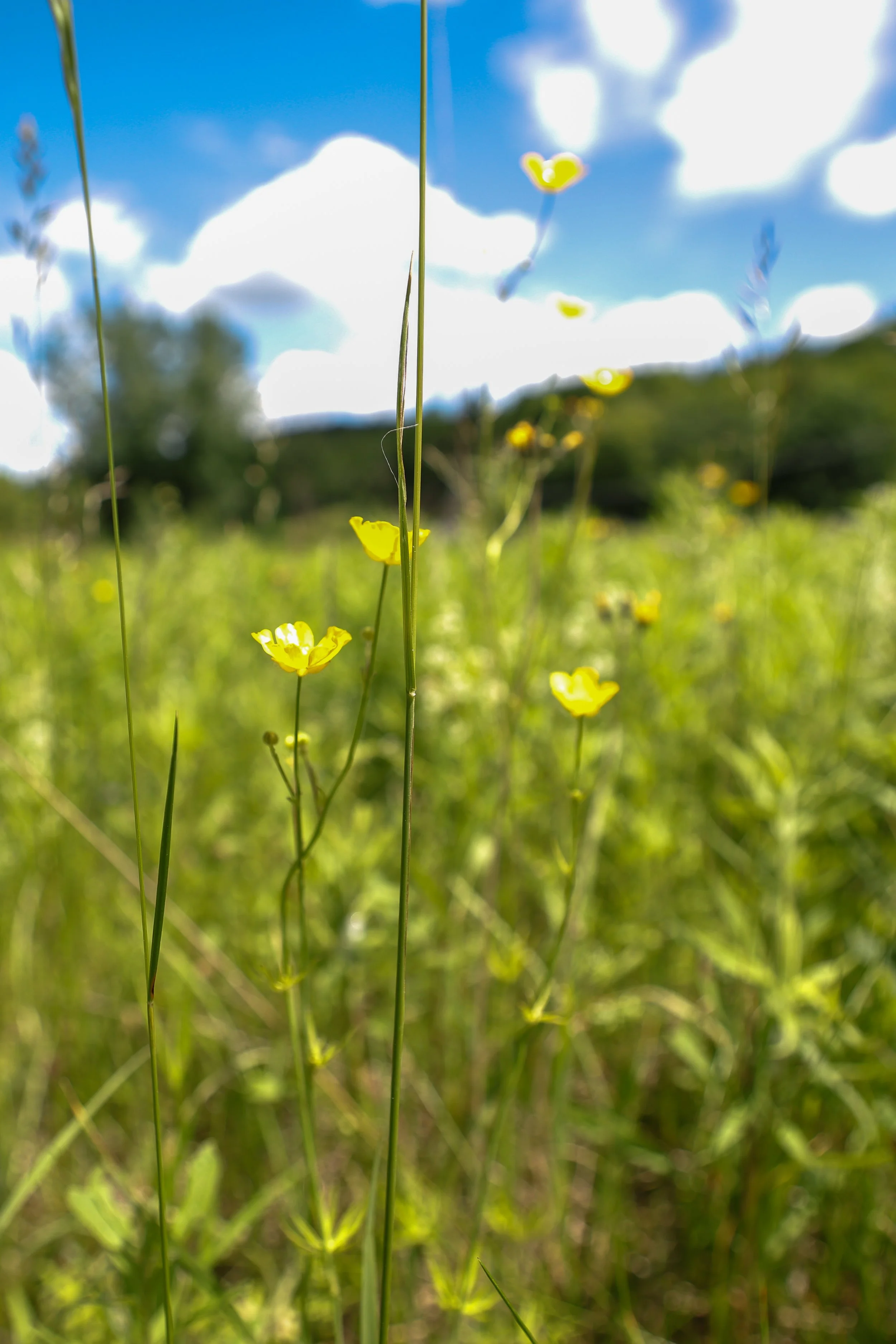 Yellow wildflowers in a Vermont field.