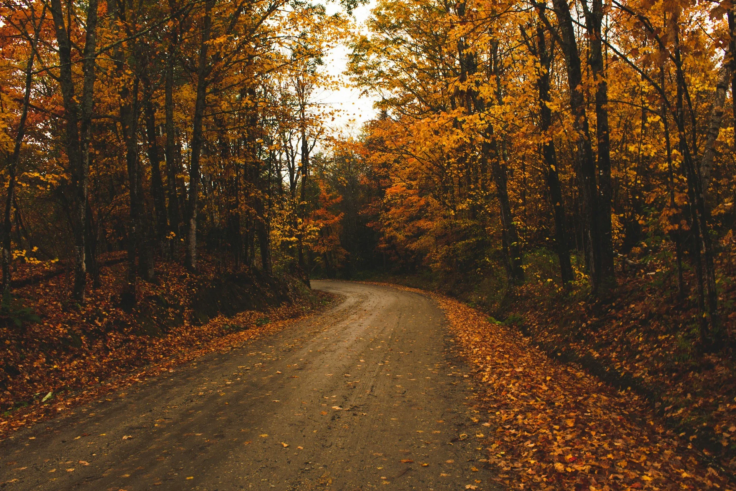 Dirt road through a Vermont forest in Autumn.