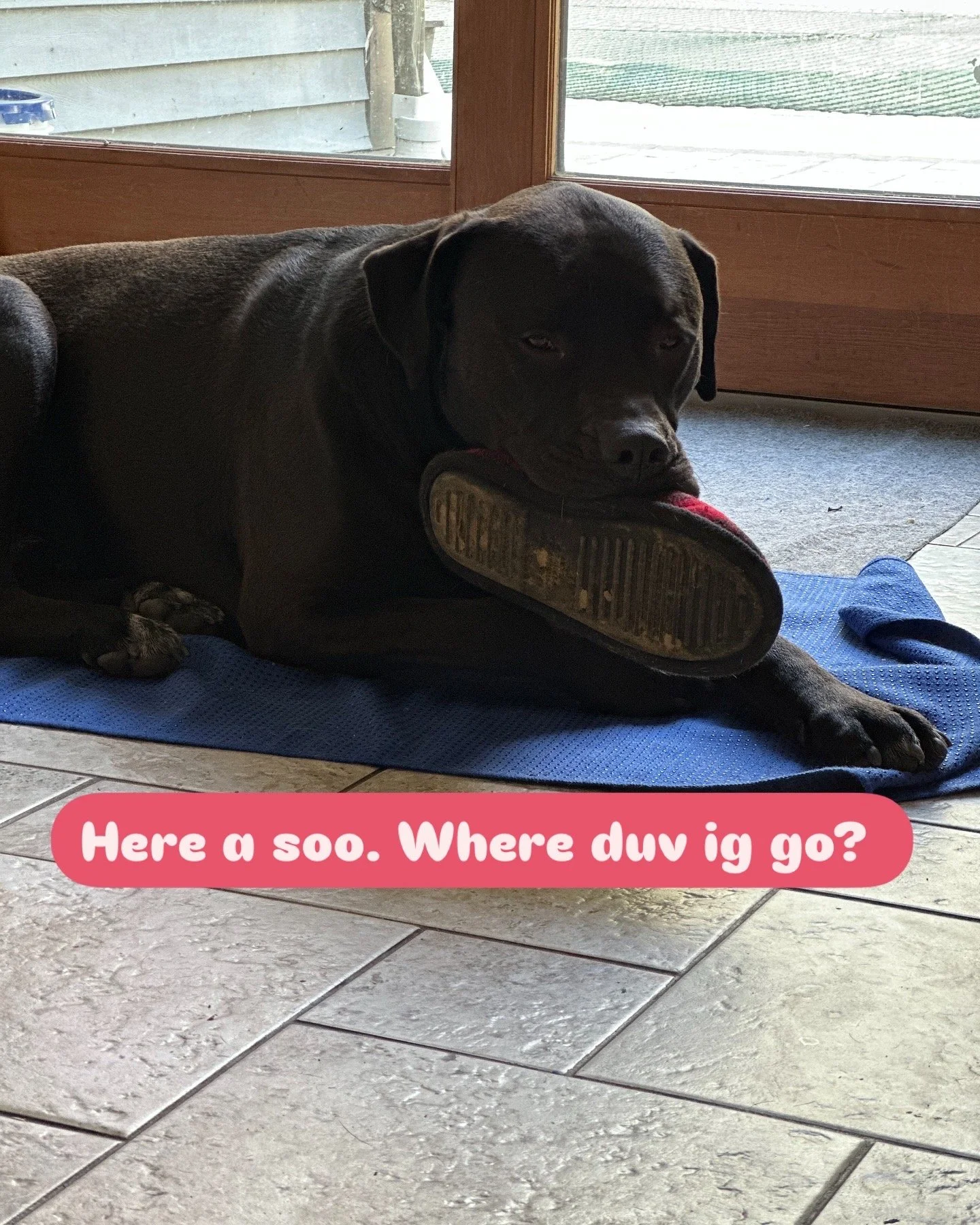 A black dog lying on a blue mat with a shoe in its mouth, inside a home with tiled flooring and a glass door leading outside.