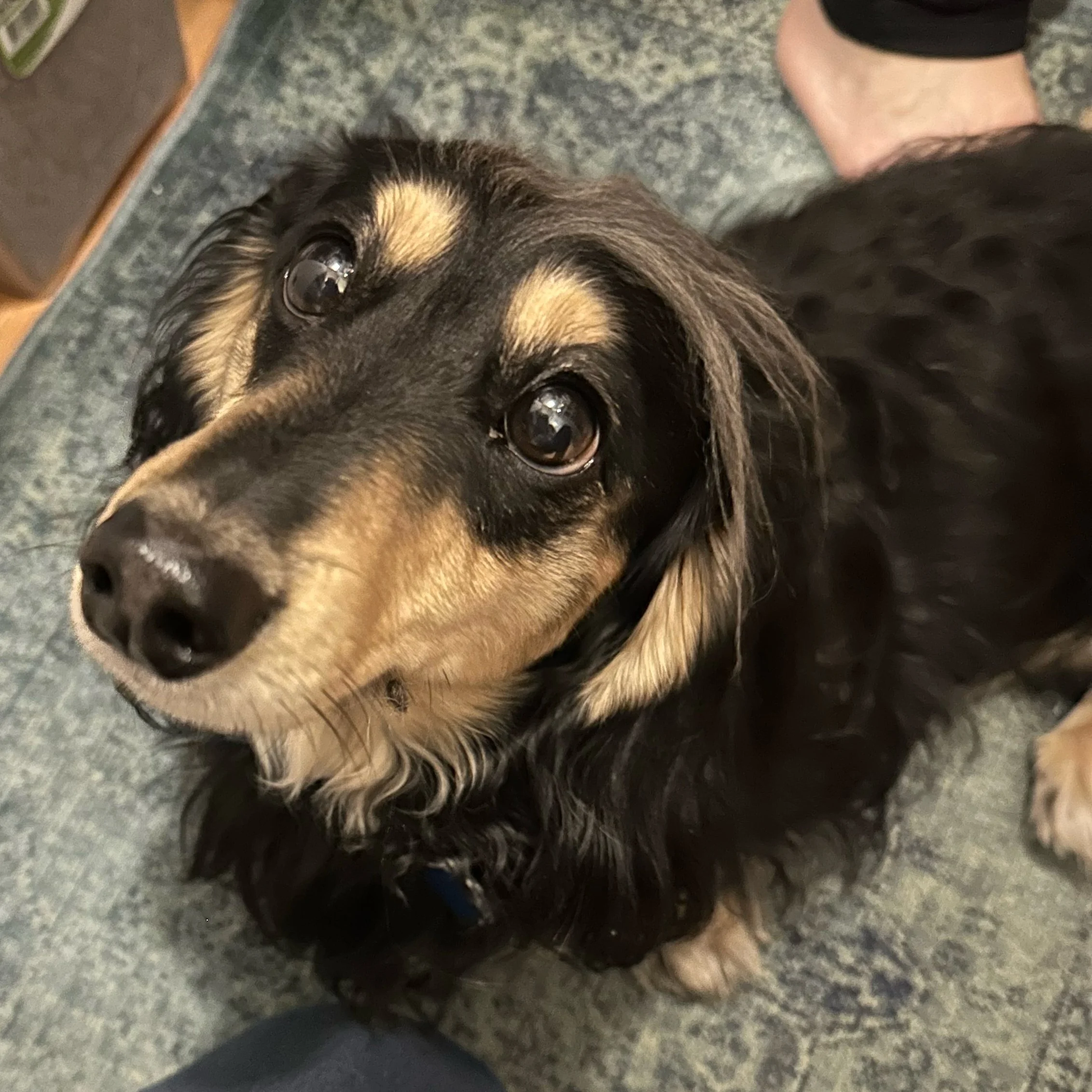 Close-up of a dog's face, possibly a mixed breed, with dark and tan fur, looking up at the camera with shiny eyes. The background appears to be a speckled grey surface, likely a floor or countertop.