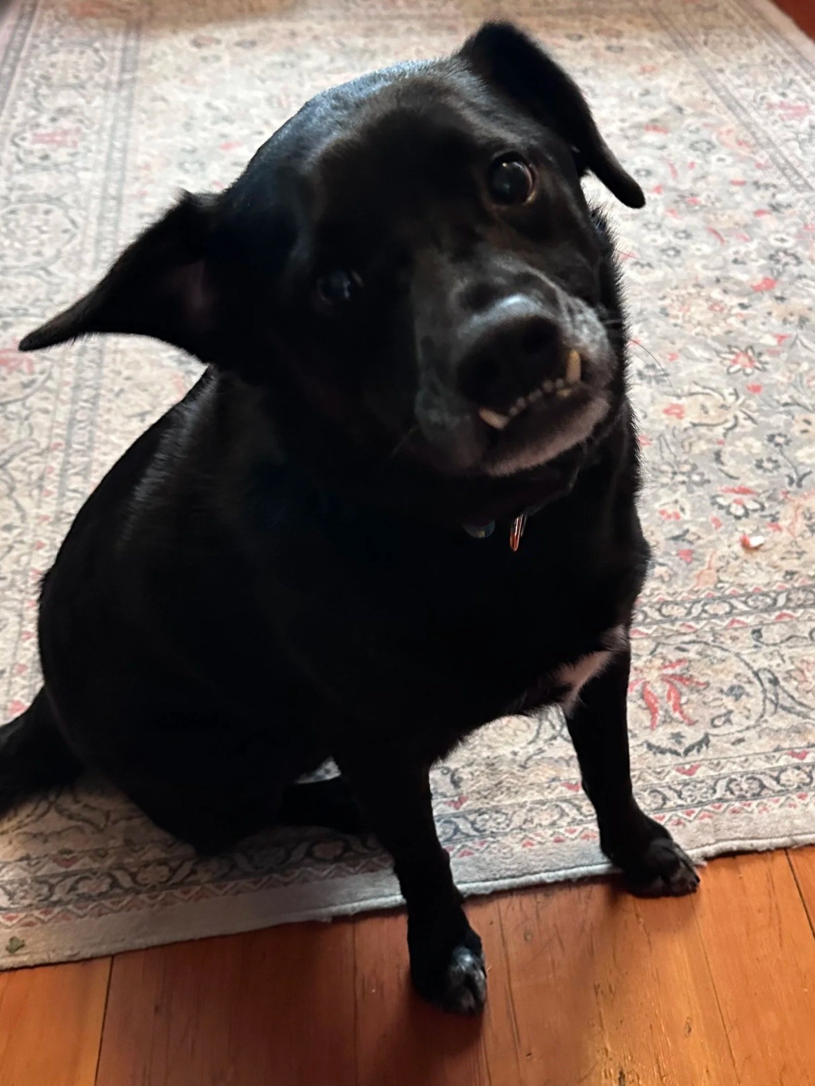 A black dog with a white patch on its nose sitting on a patterned rug on hardwood floor, looking at the camera with one ear flopped over.