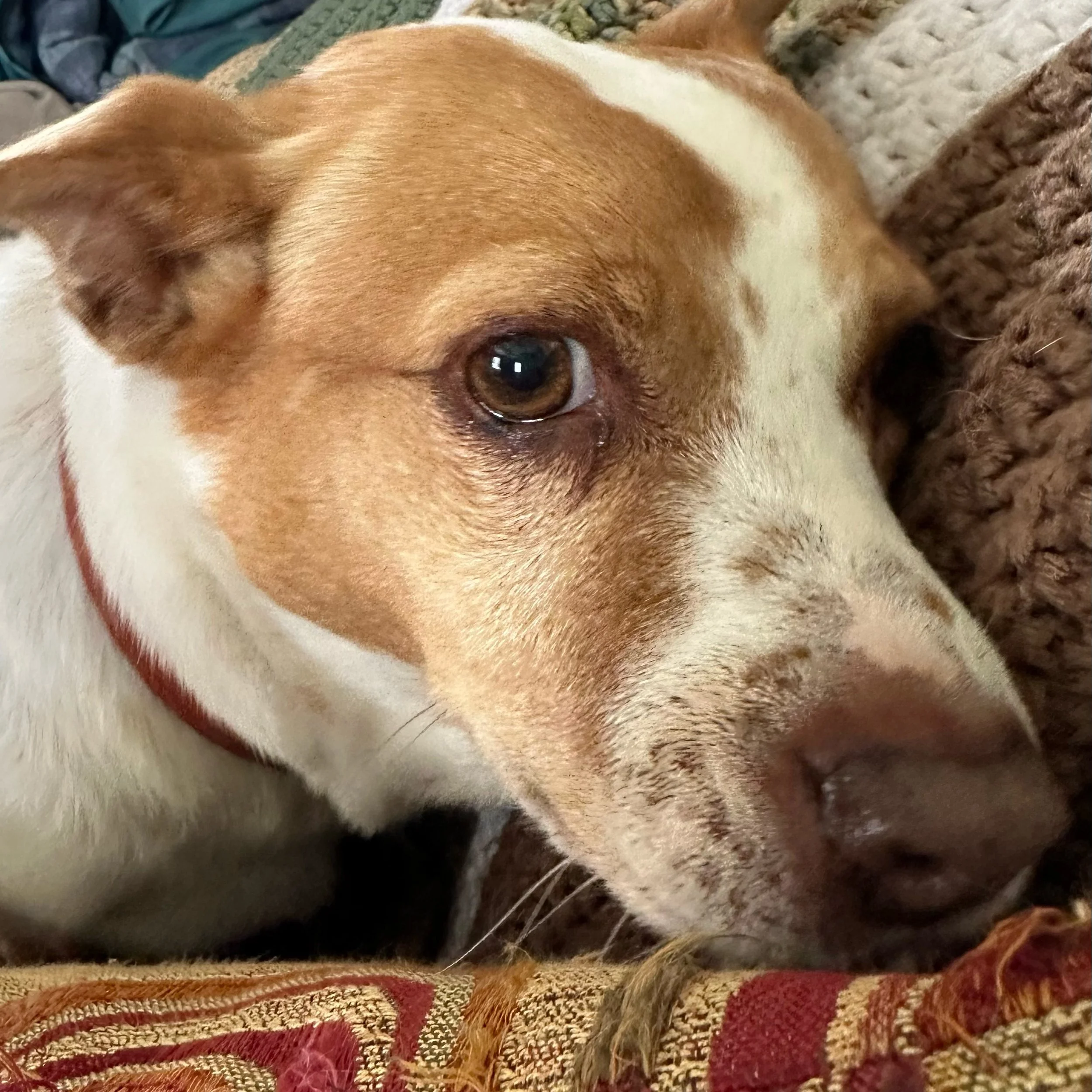 Close-up of a dog's face, showing its brown eye, tan fur, and part of its white and tan snout, resting on a patterned fabric and a brown knitted item.
