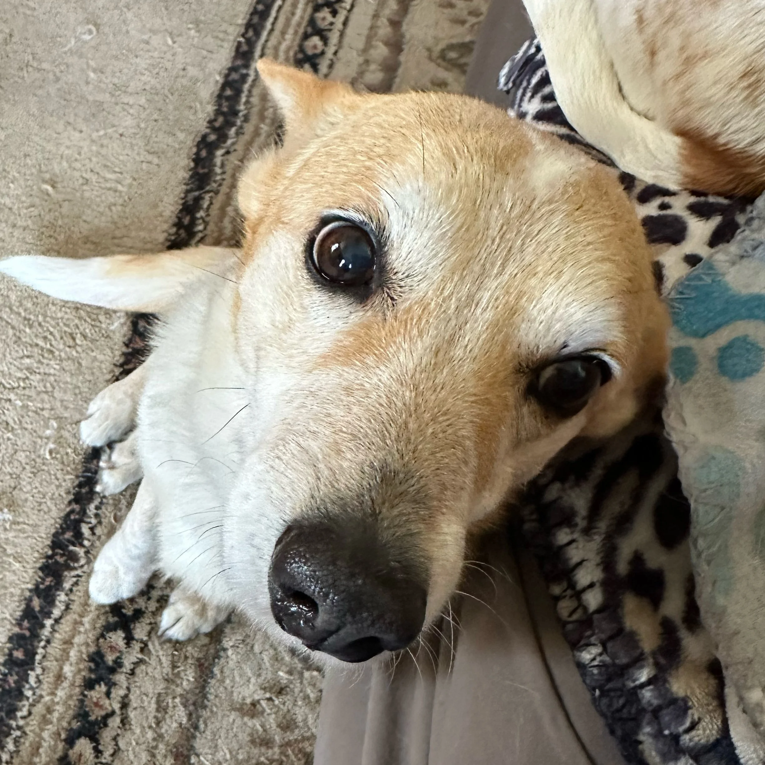 Close-up of a sleeping dog with tan and white fur, curled up on a carpeted surface with black and white patterned blanket nearby.
