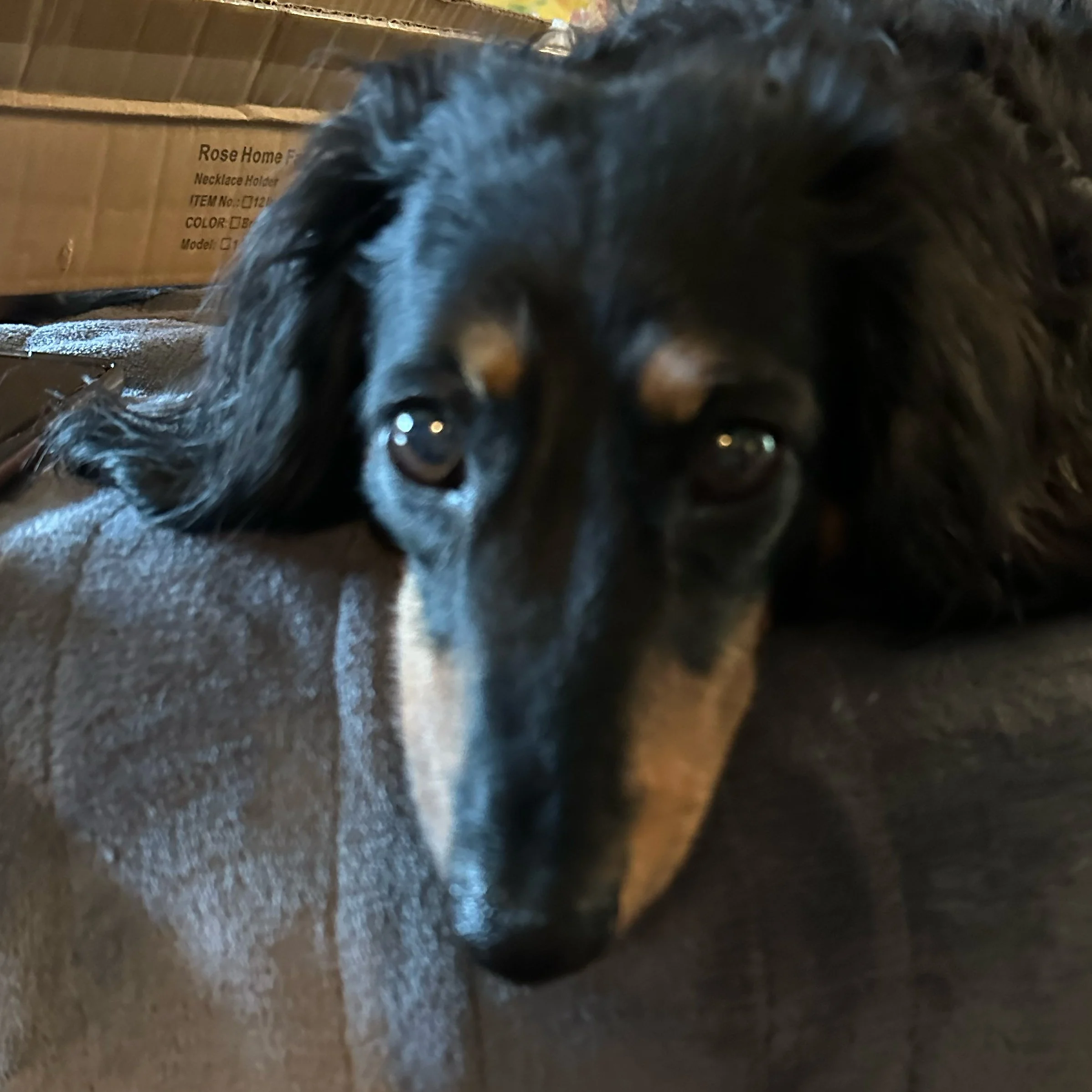 Close-up photo of a black fluffy dog with shiny eyes, taken from a low angle, with a cardboard box labeled "Rose Home F" in the background and a wooden surface underneath.