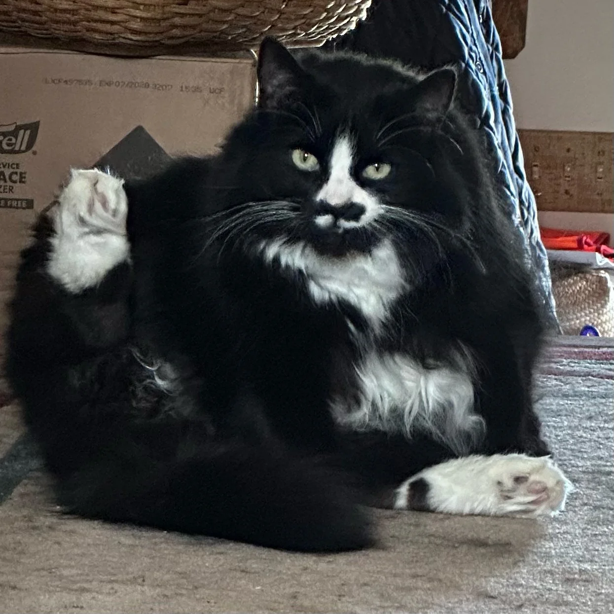 A black and white long-haired cat lying on the floor, with a relaxed posture and paws raised, inside a room with cardboard boxes and household items in the background.