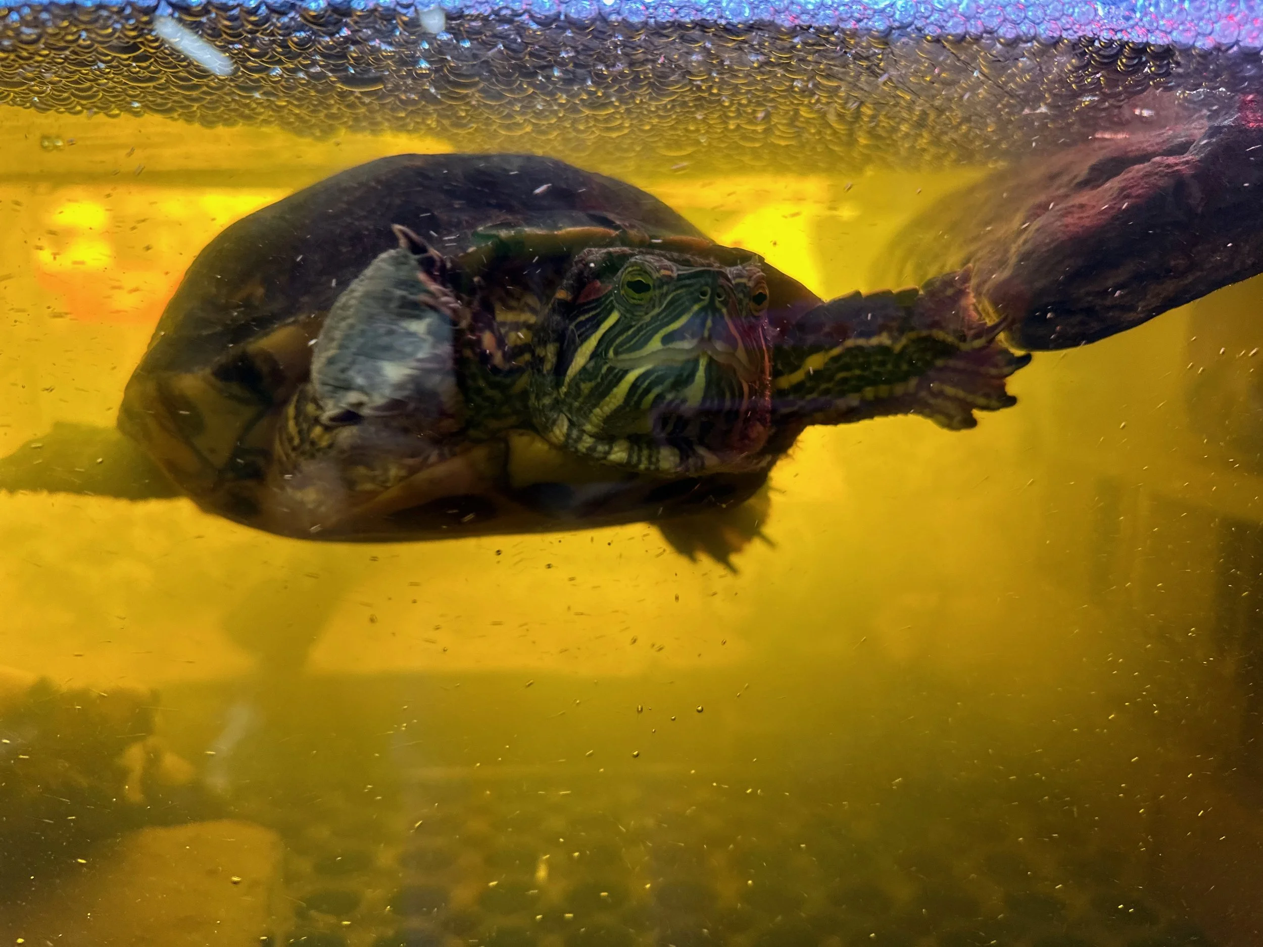 Close-up of a turtle in water, with a small fish on its neck, and another turtle in the background.
