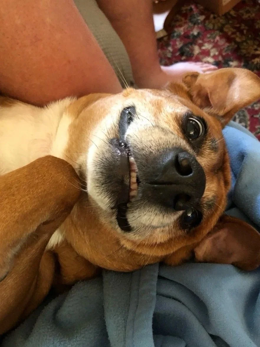 A smiling dog lying on a person's lap, looking up with a goofy expression, with a person and patterned blanket in the background.