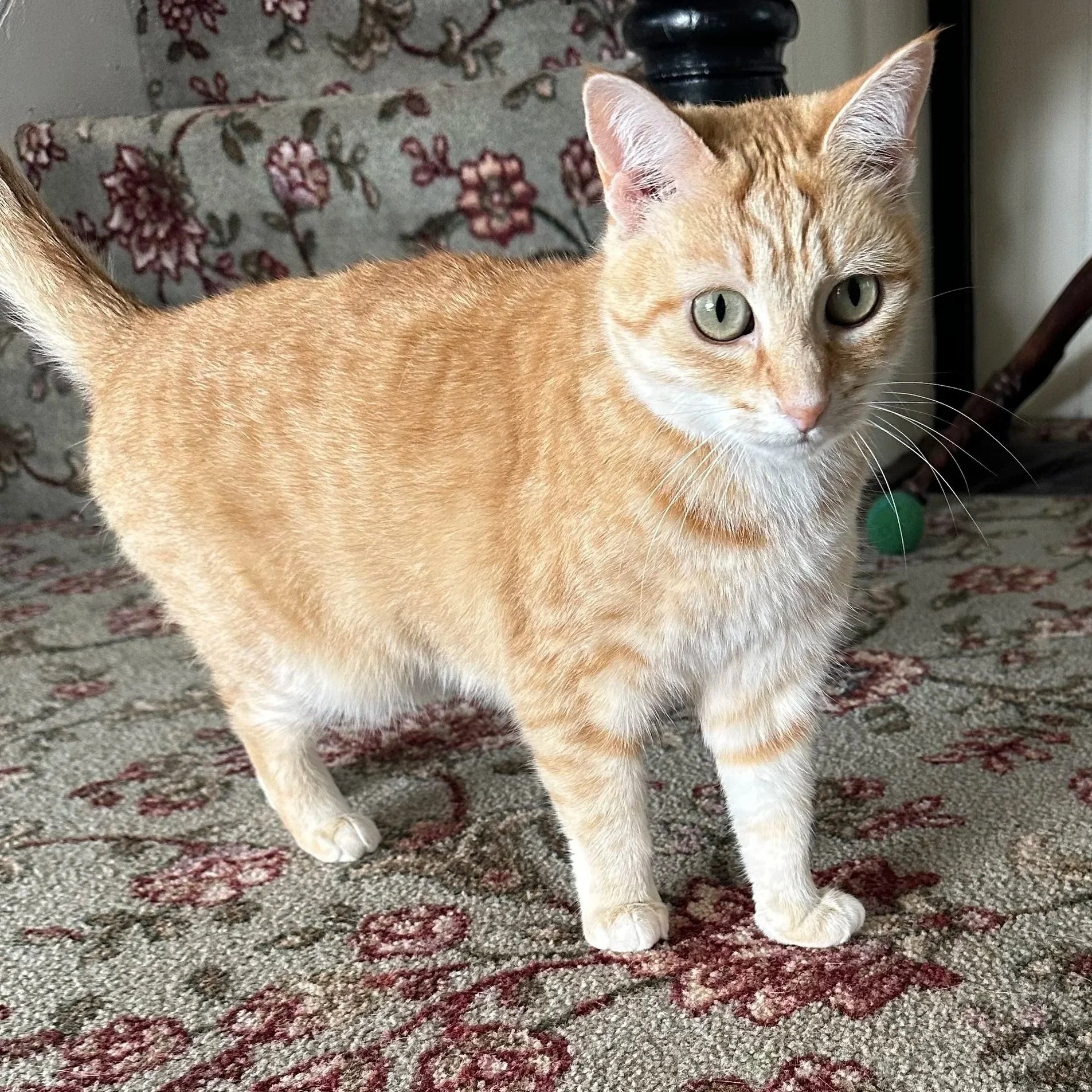 Close-up of an orange tabby cat with green eyes standing on a patterned carpet in front of floral upholstered furniture.