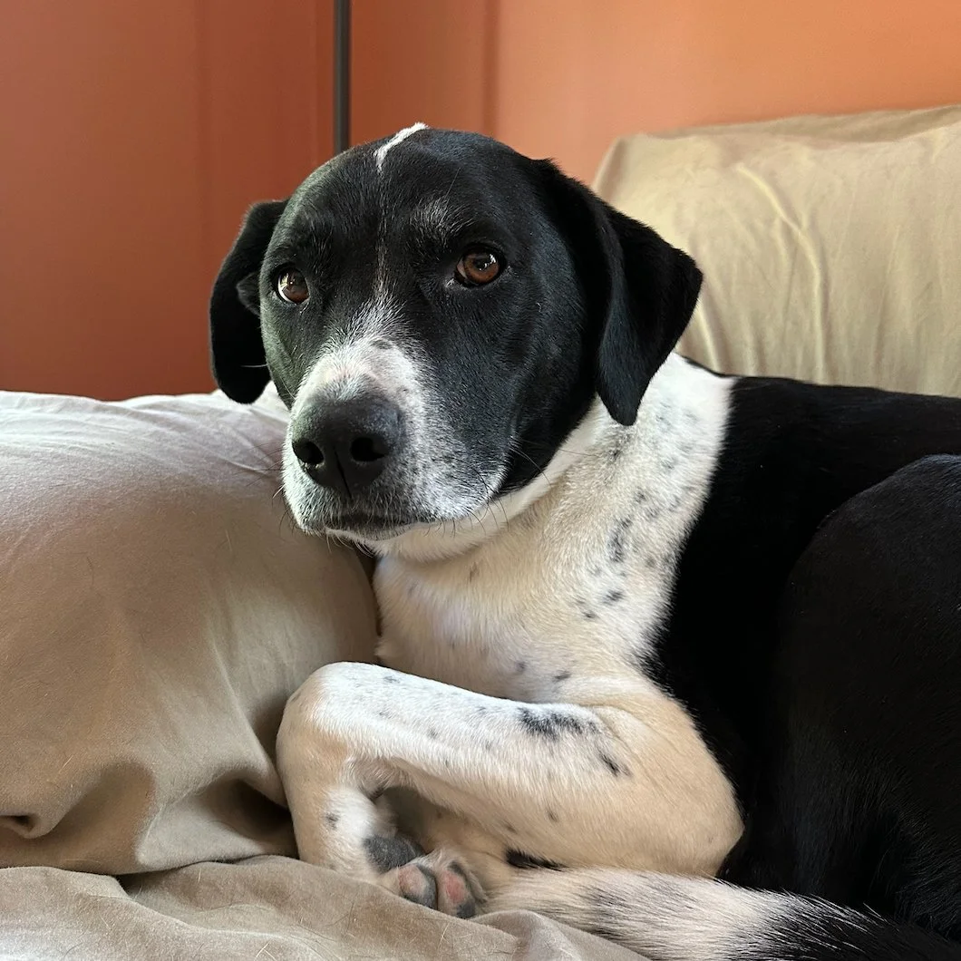 A black and white dog lying on a beige couch with a reddish wall in the background.
