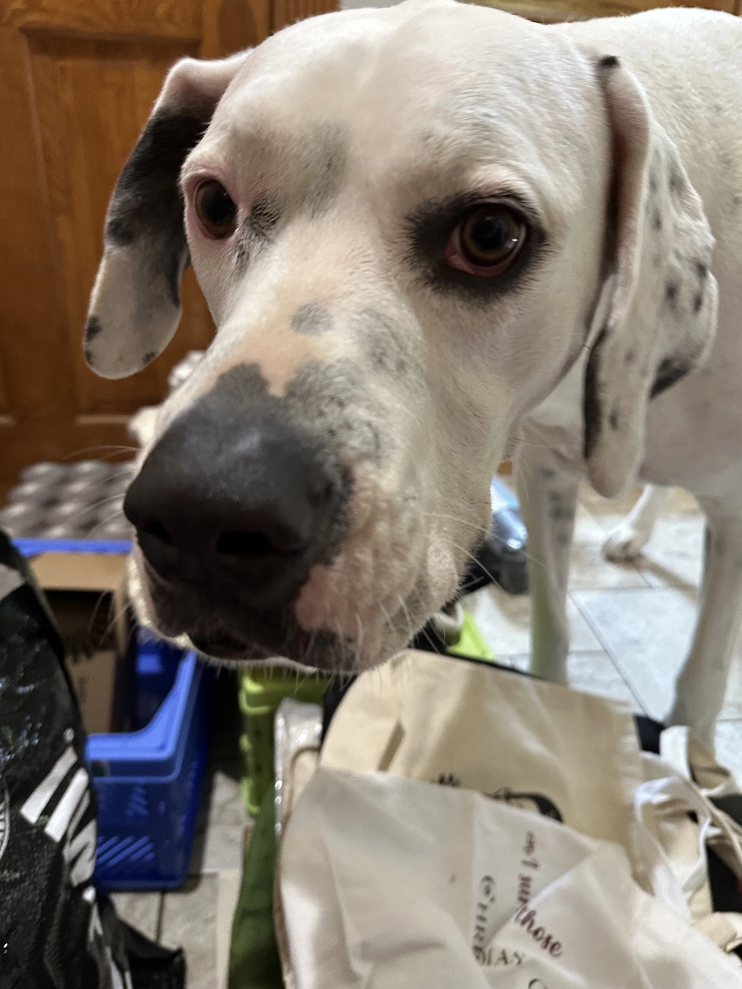 Close-up of a white dog with black and brown markings, touching the camera with its nose, standing indoors near boxes and a bag.