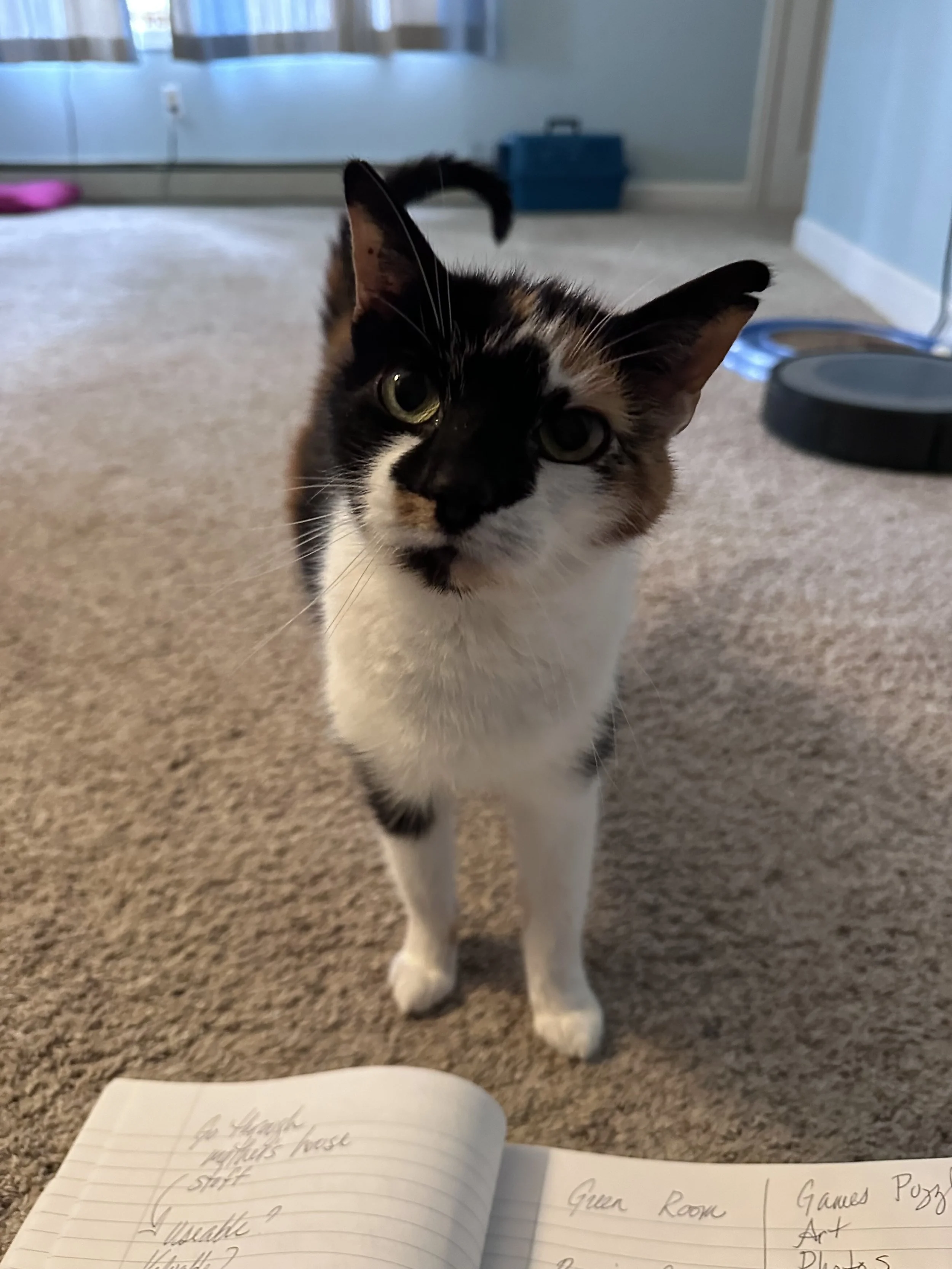 A calico cat with black, white, and orange fur walking on a beige carpet, with an open notebook, a game console, and a pink object in the background and a blue container near the wall.