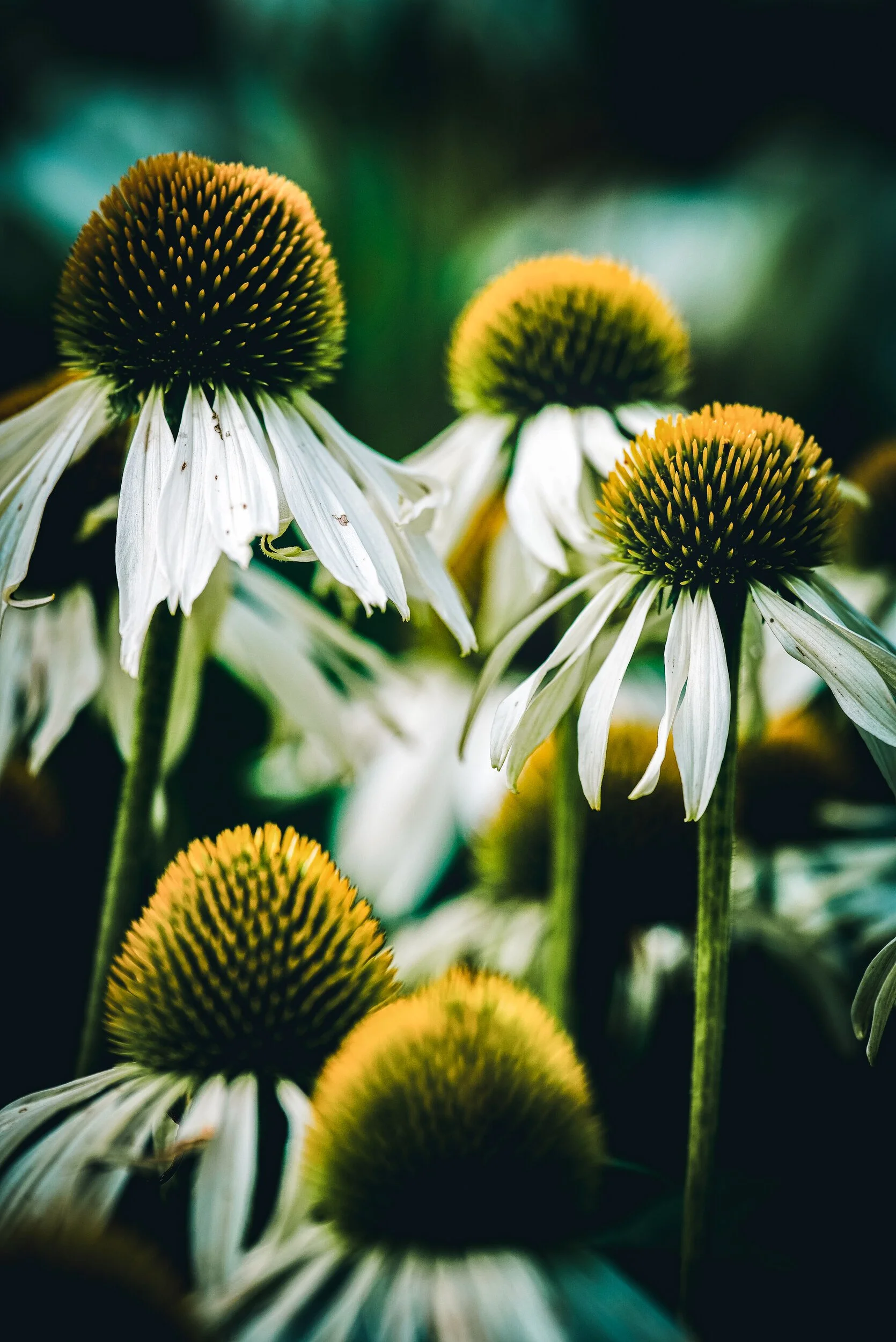 gardens-17.jpg