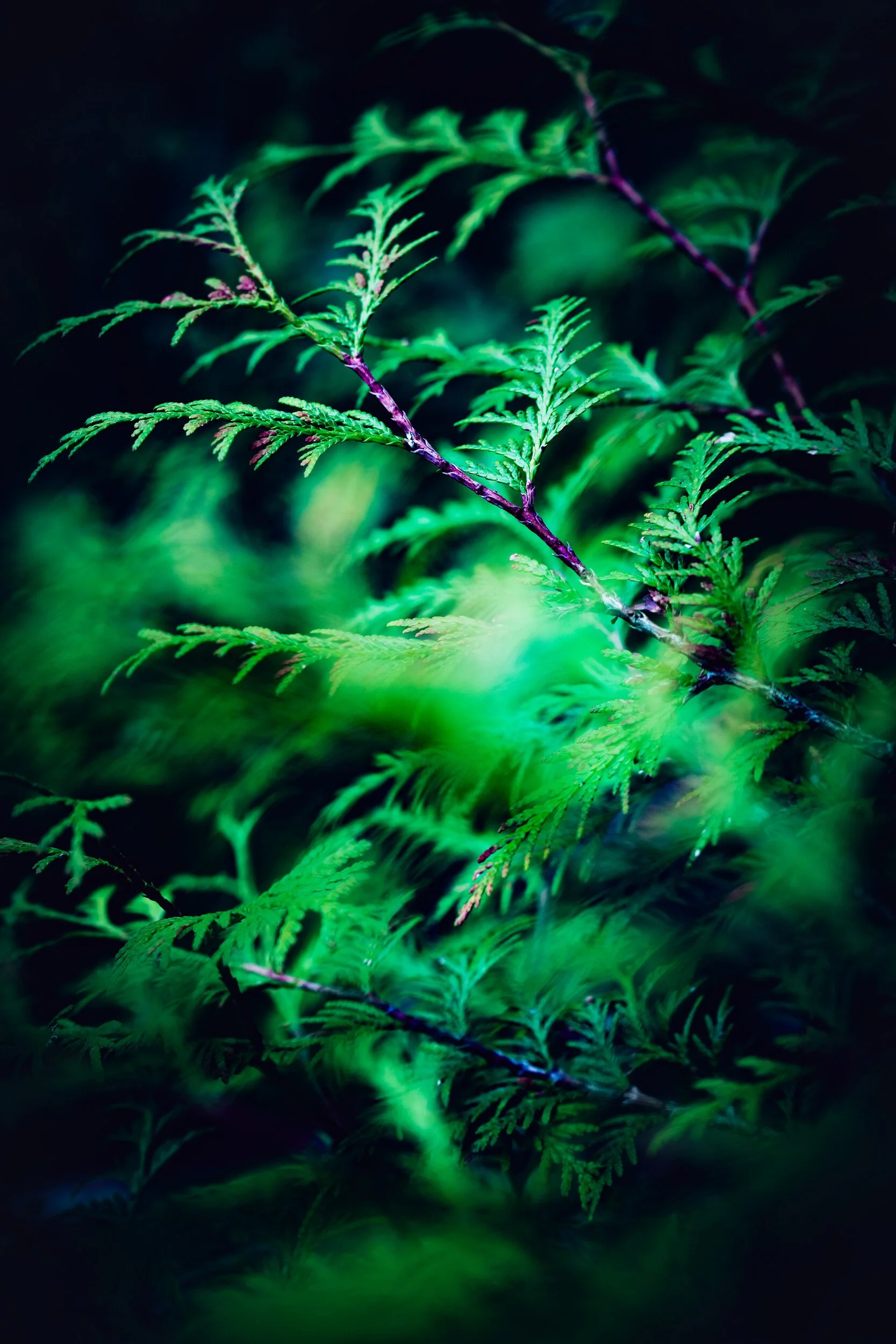 gardens-03.jpg