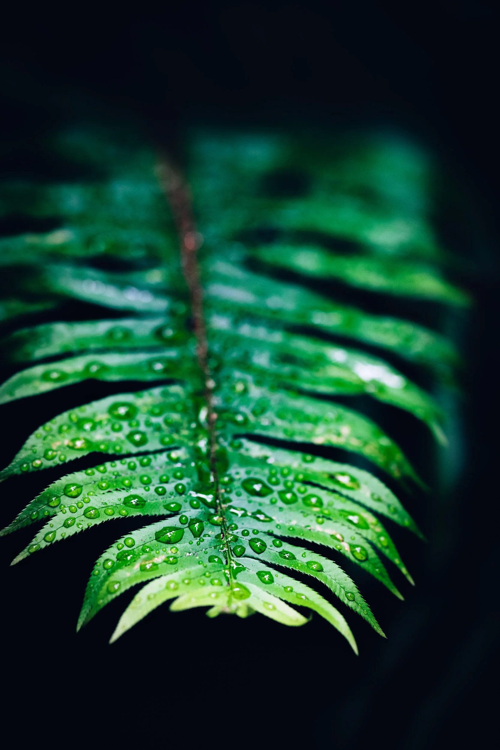 gardens-02.jpg