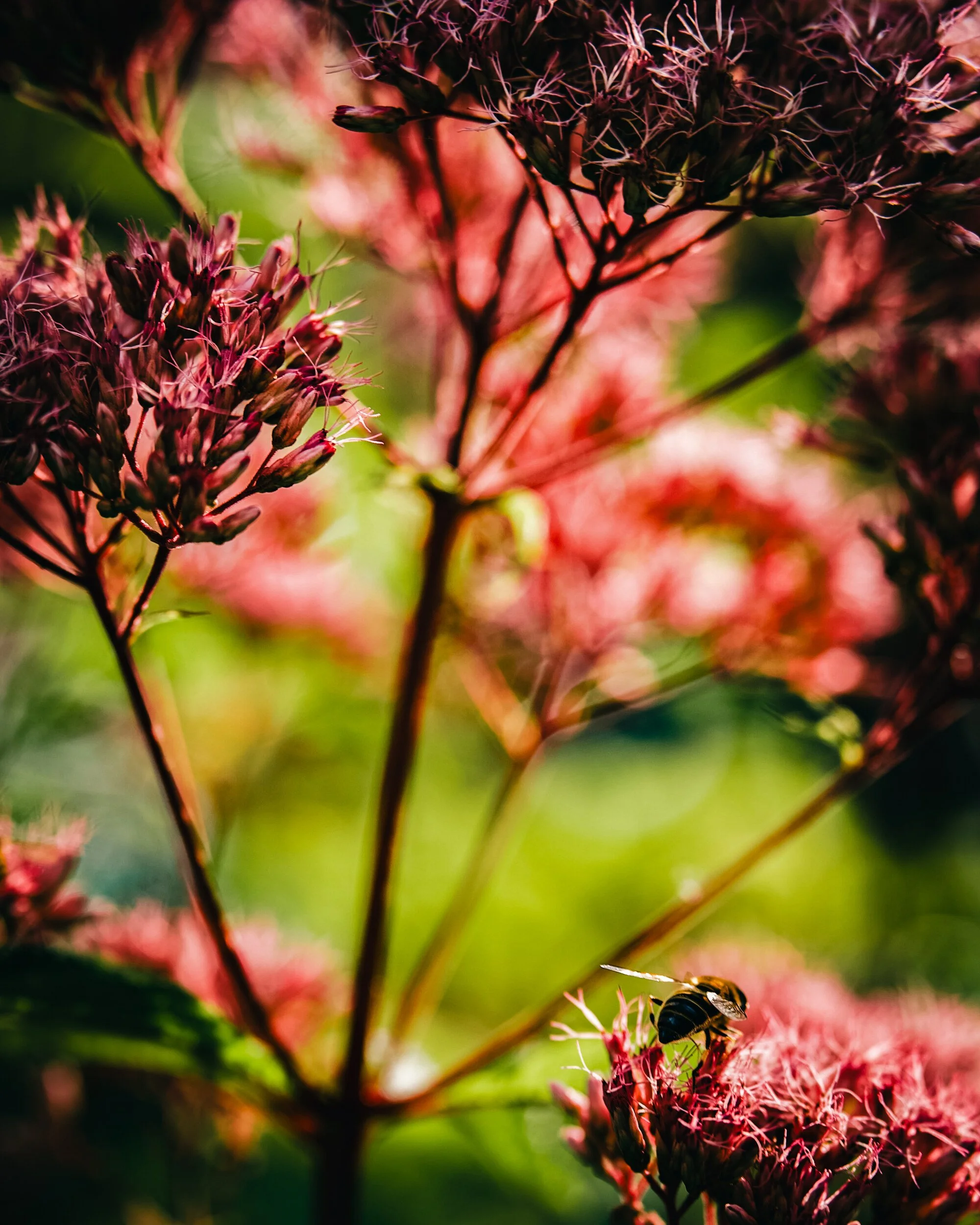 gardens-18.jpg