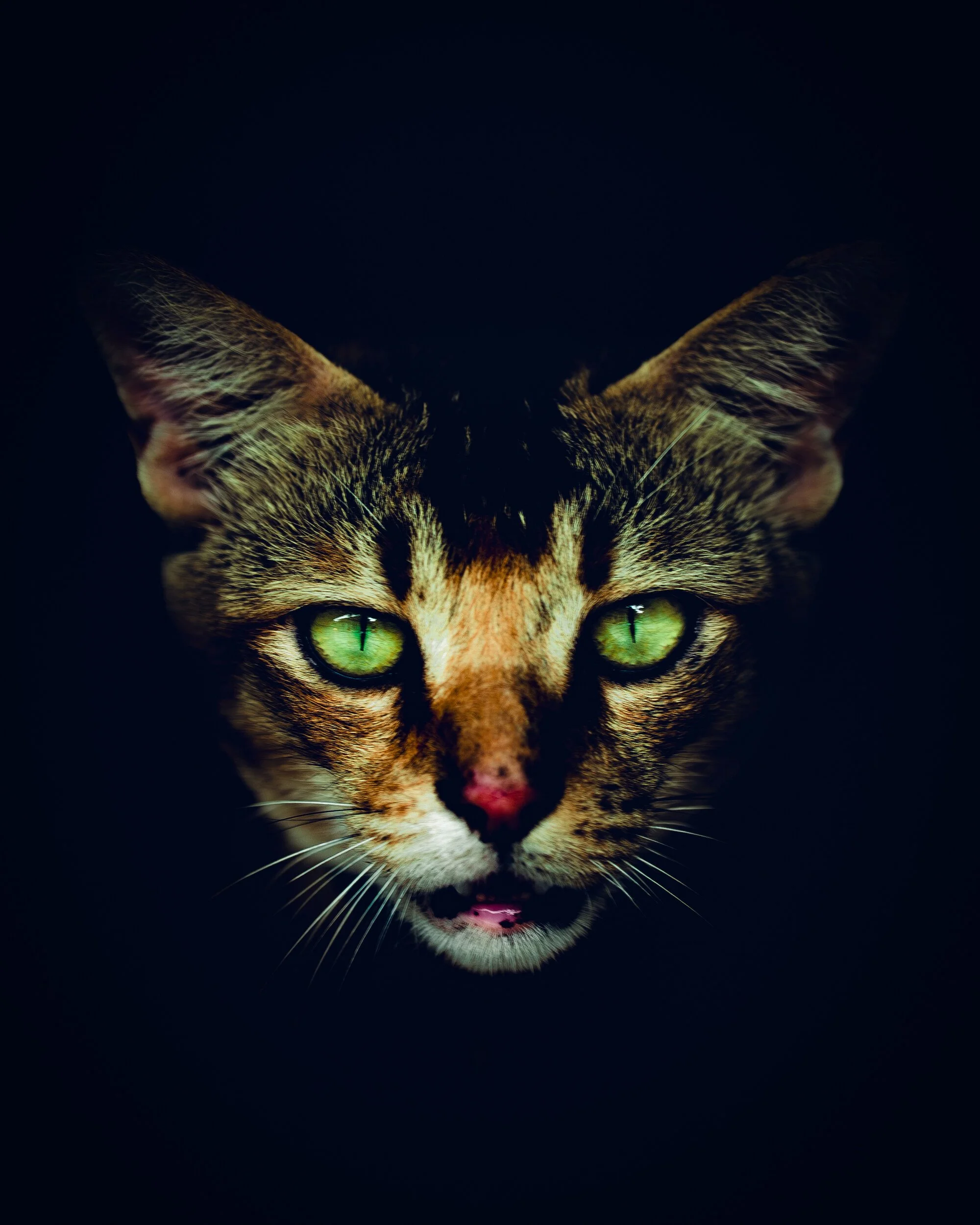 animals-03.jpg