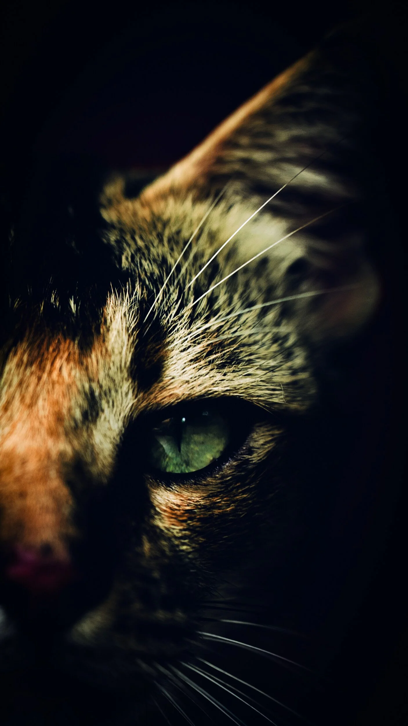 animals-04.jpg