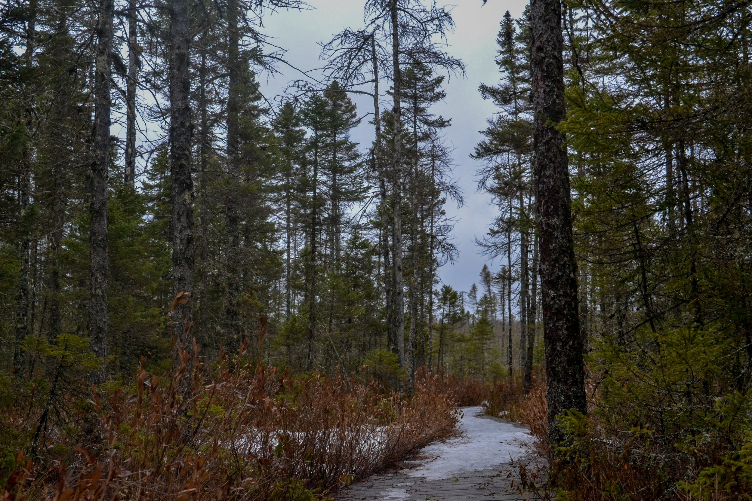 DSC_1651.jpg