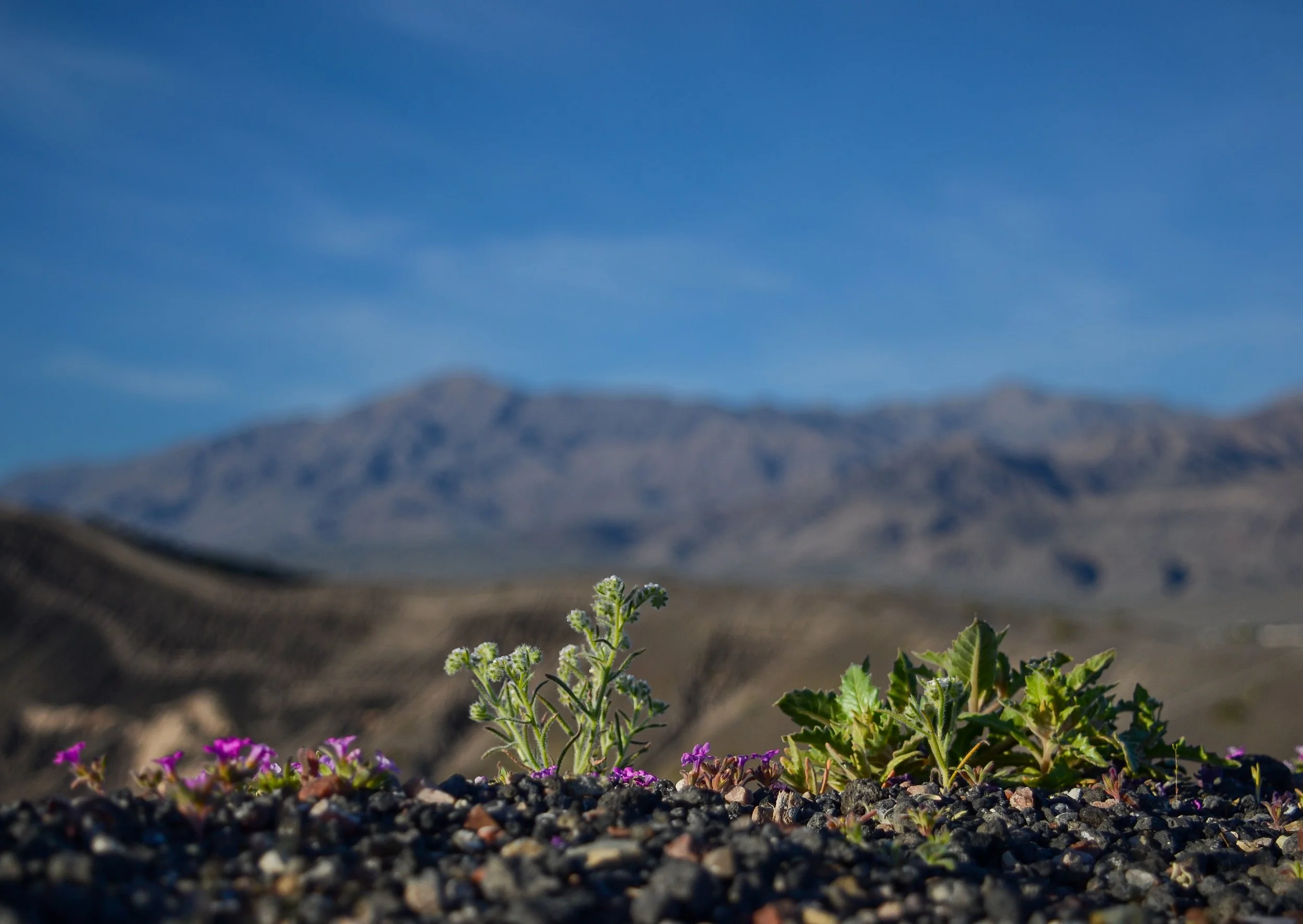 salt flats-14.jpg