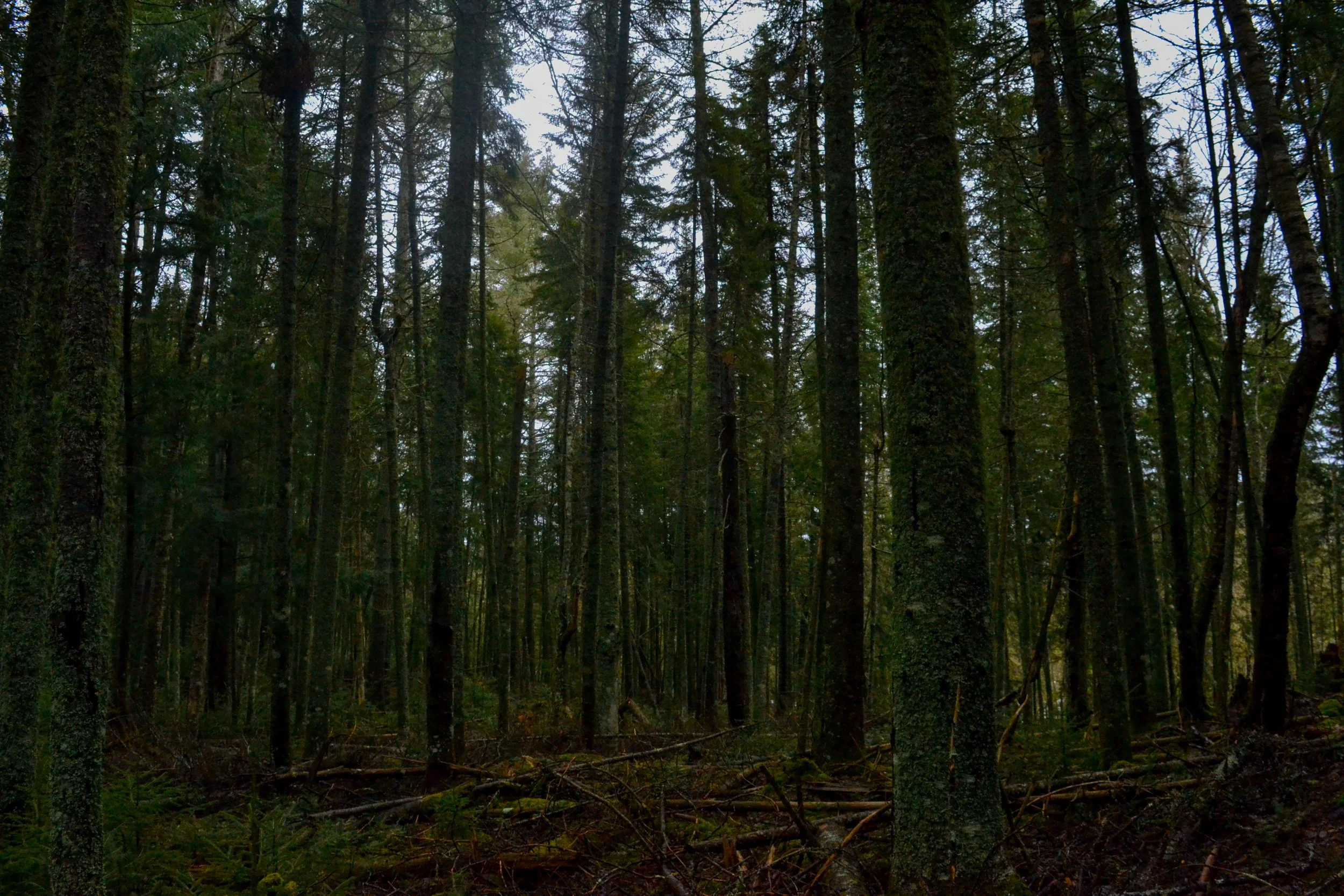 DSC_1637.jpg