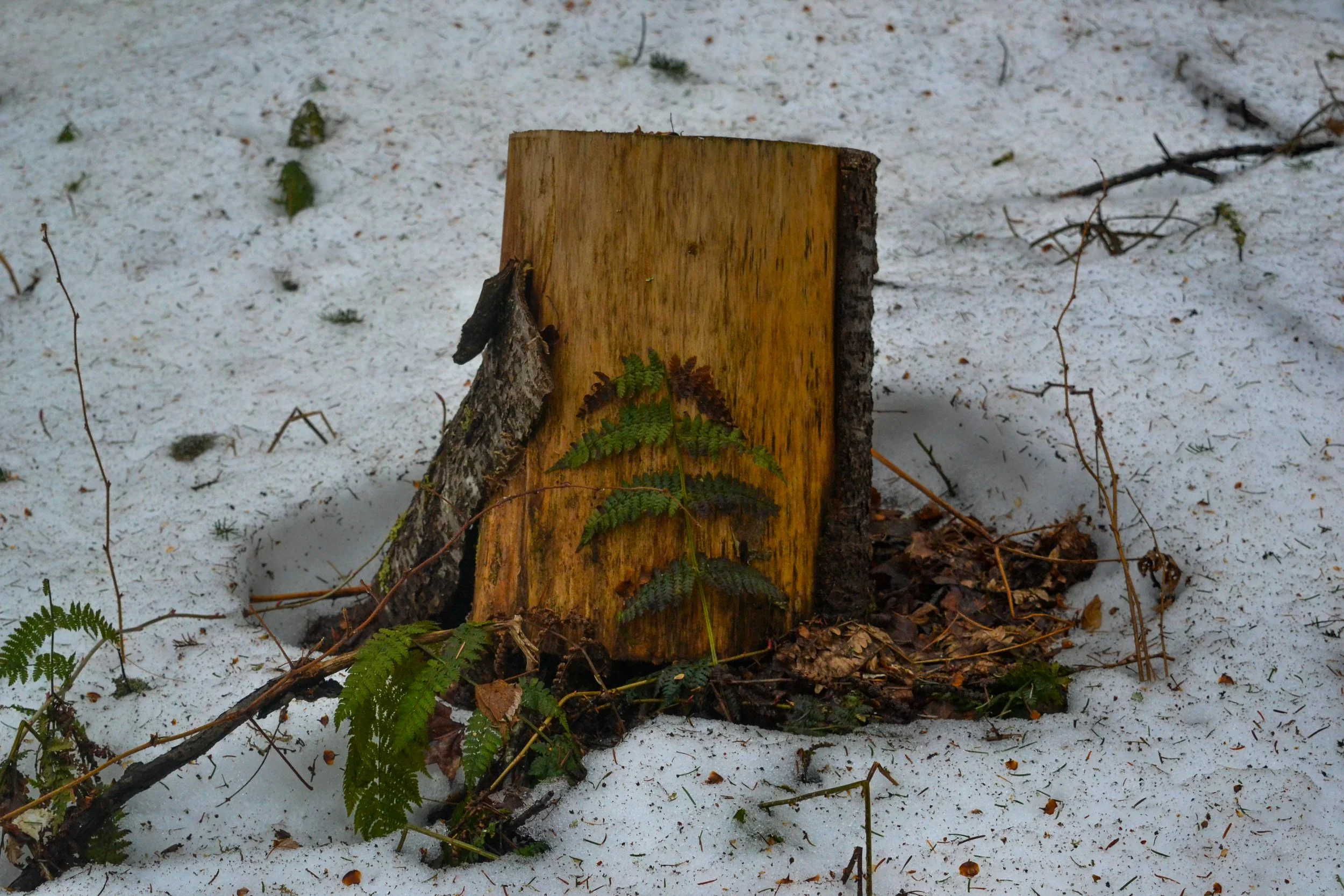 DSC_1692.jpg